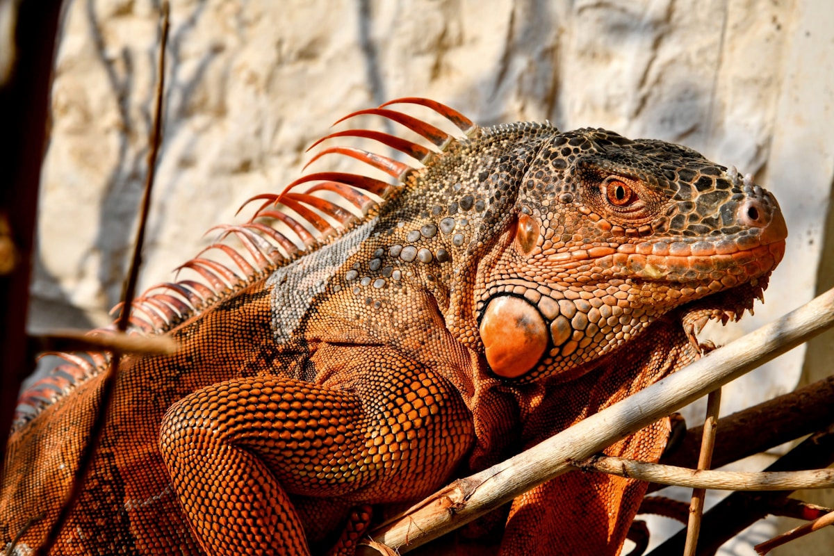 Blue Light Skincare: Do Korean Products Protect Against Screen Damage?