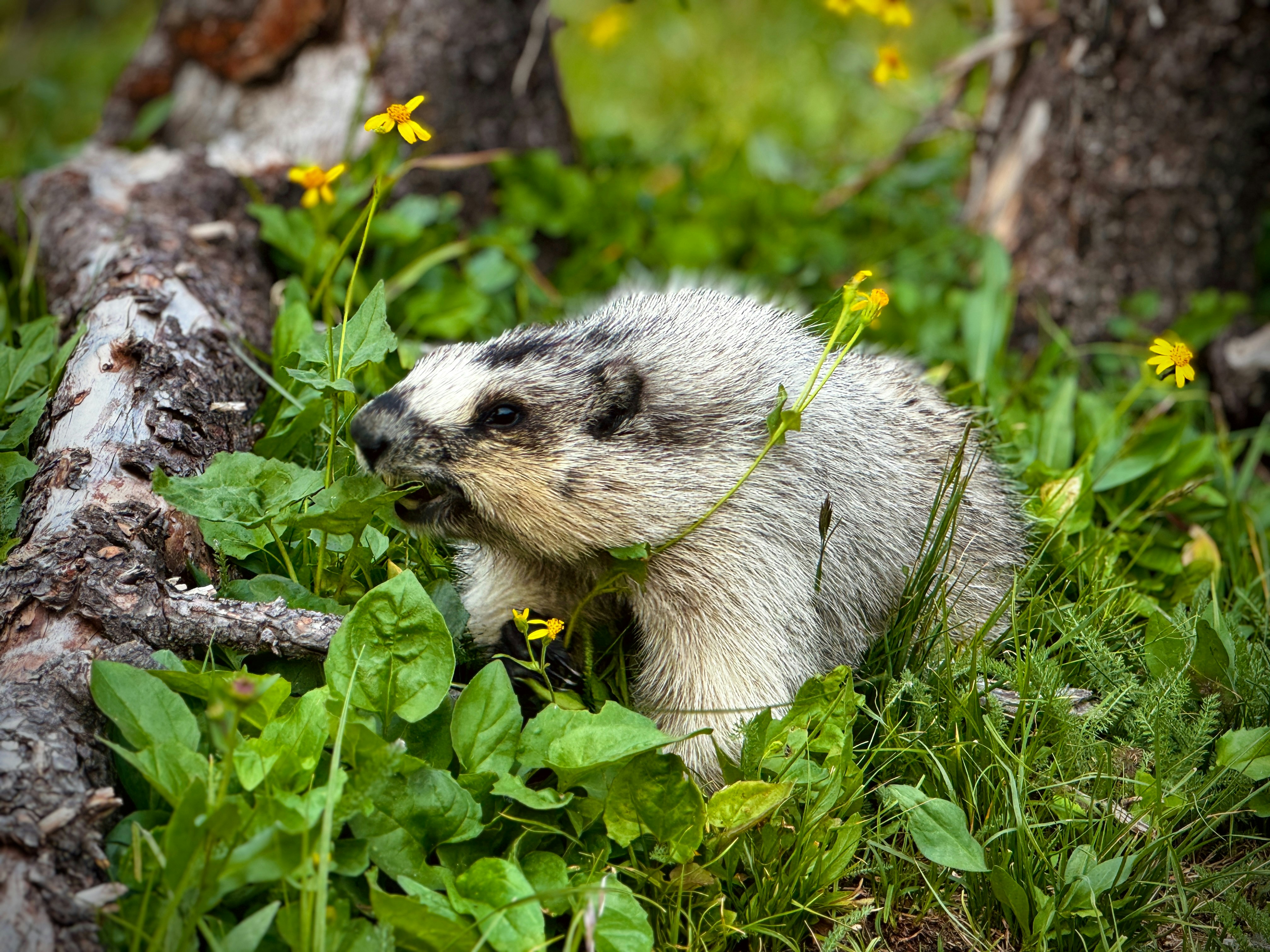 Hoary marmot feeding among wildflowers