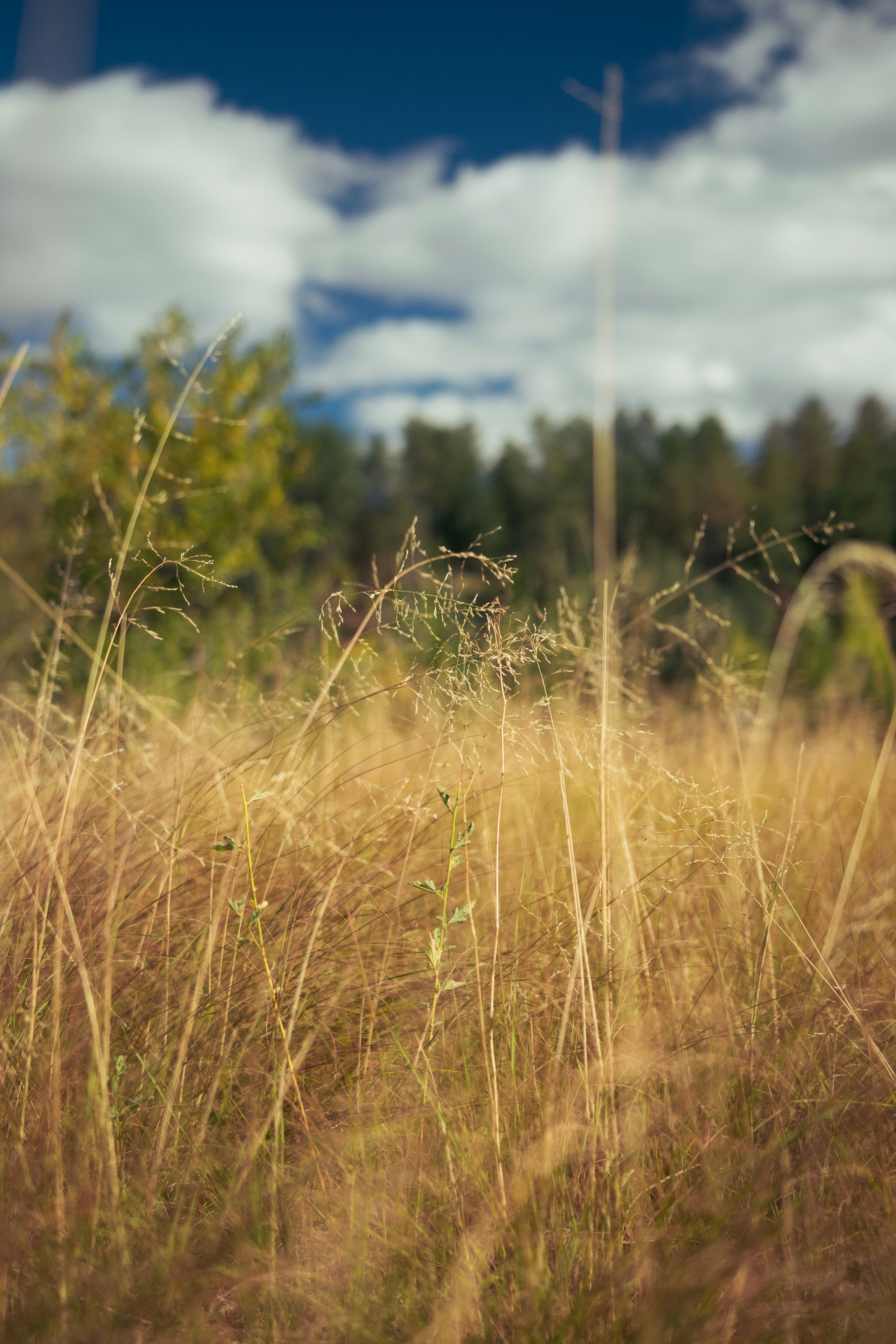 A grassy field with trees in the background