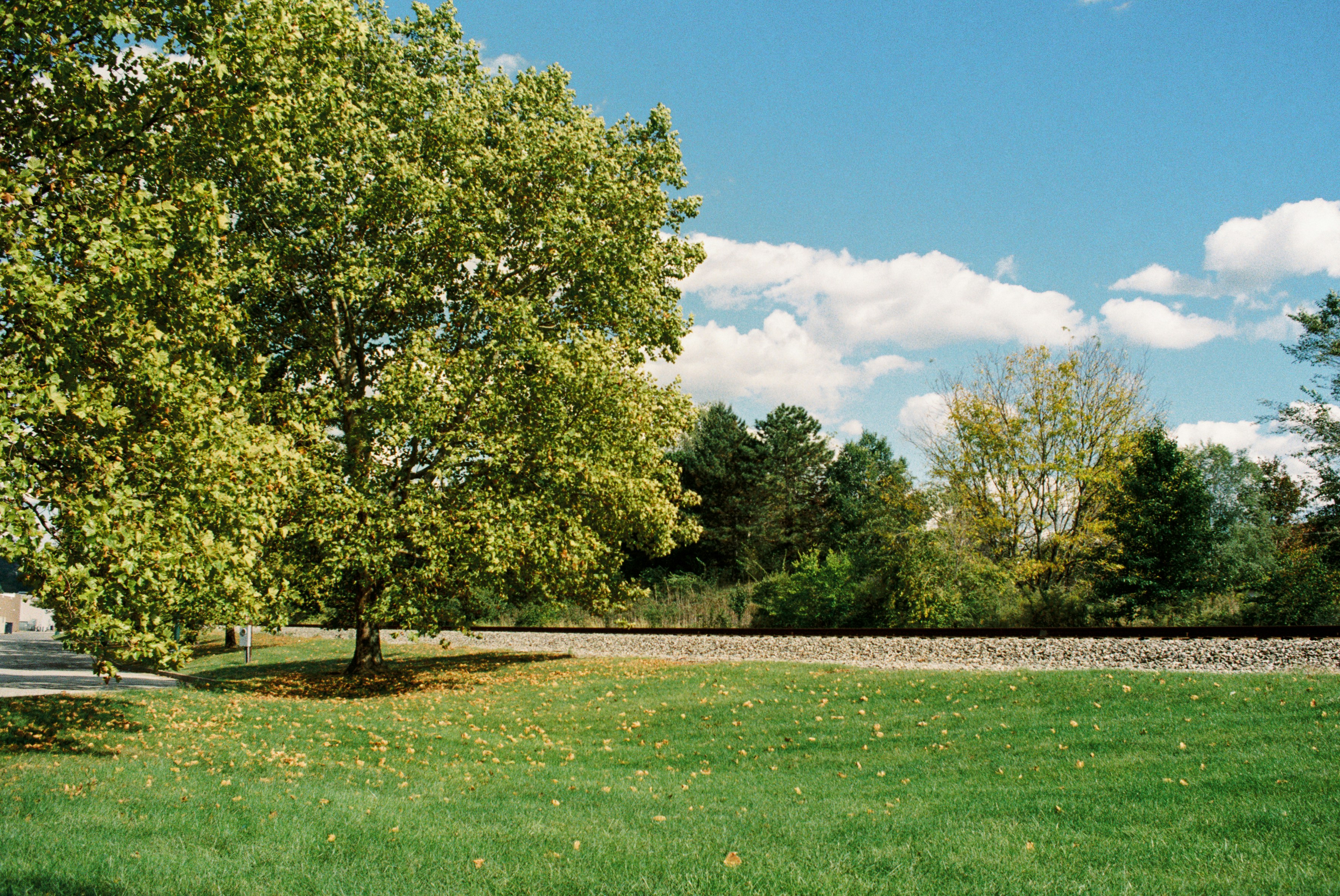 Stop image for San Francisco to Mount Shasta: 3-Day Scenic Nature Escape - A park with a bench and a tree -  in Pacific Northwest & West Coast - Photo by Zhen Yao on Unsplash