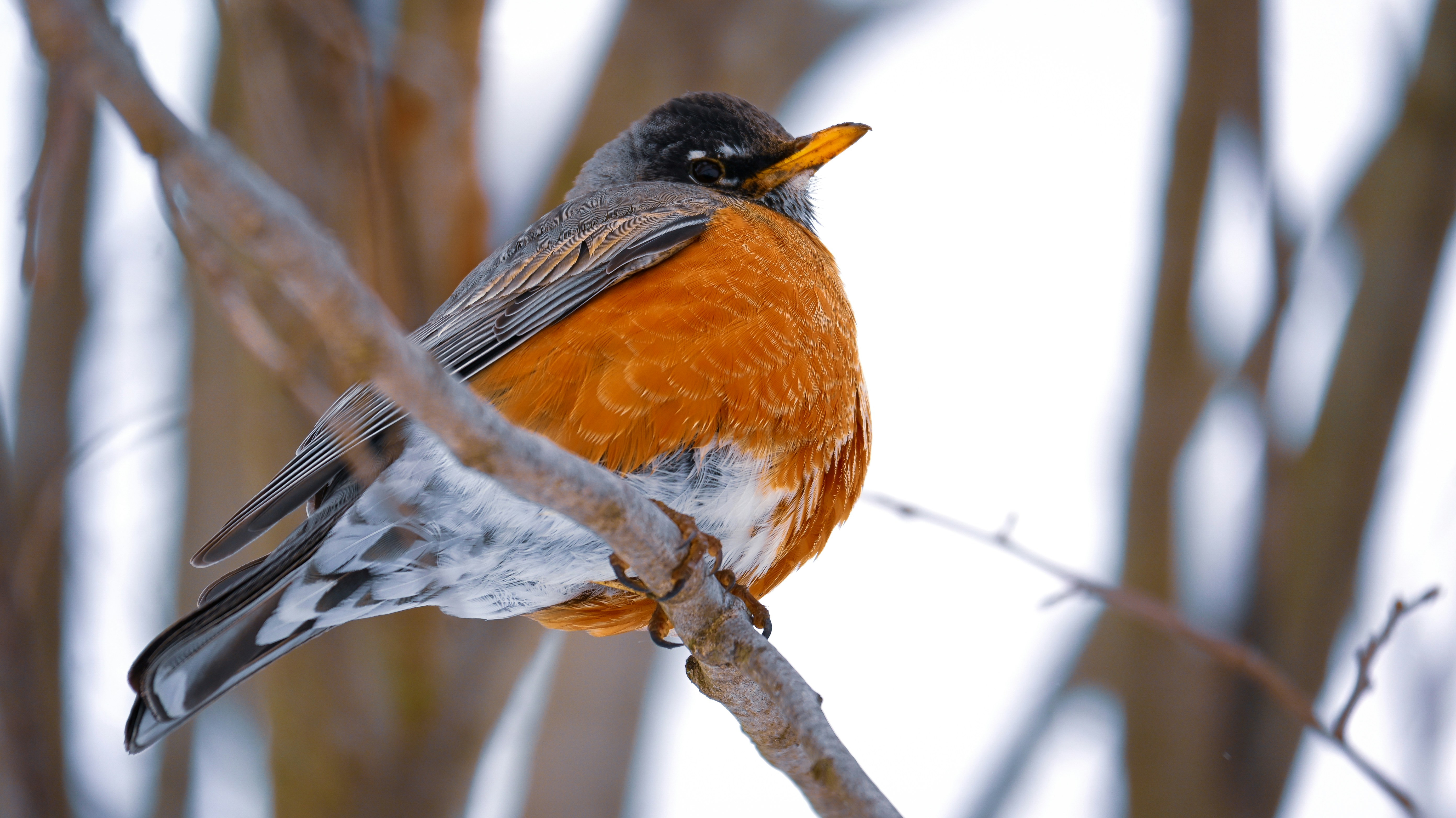 Photo by rigel_s_lens