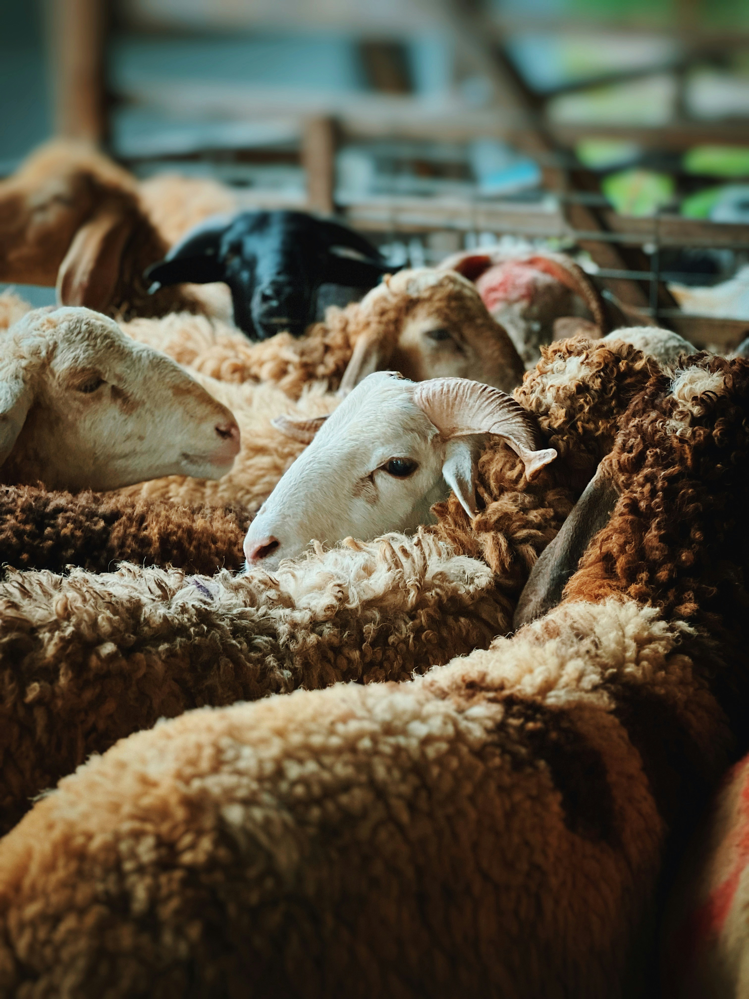 A herd of sheep standing next to each other