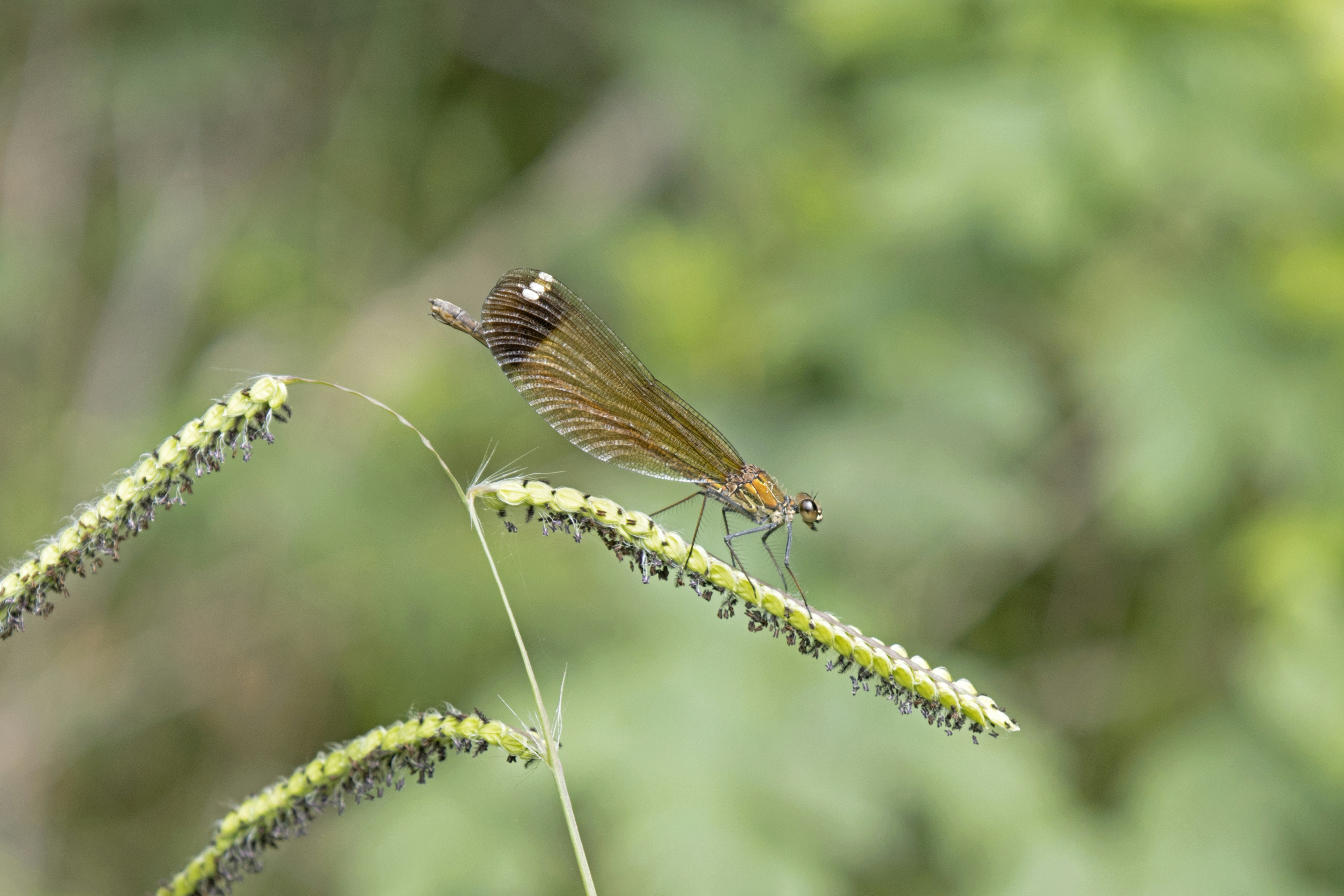 Um inseto sentado em cima de uma planta verde