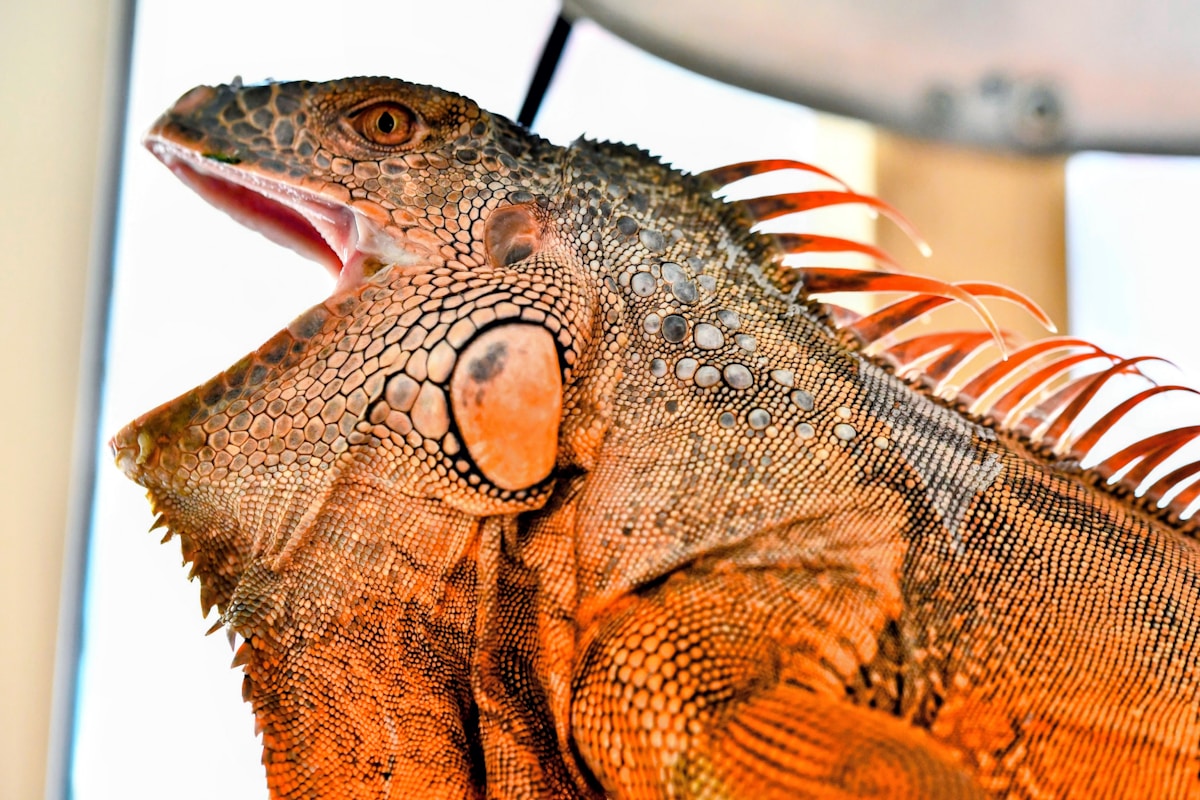 Neurocosmetics in Korean Skincare: How Stress Affects Your Skin