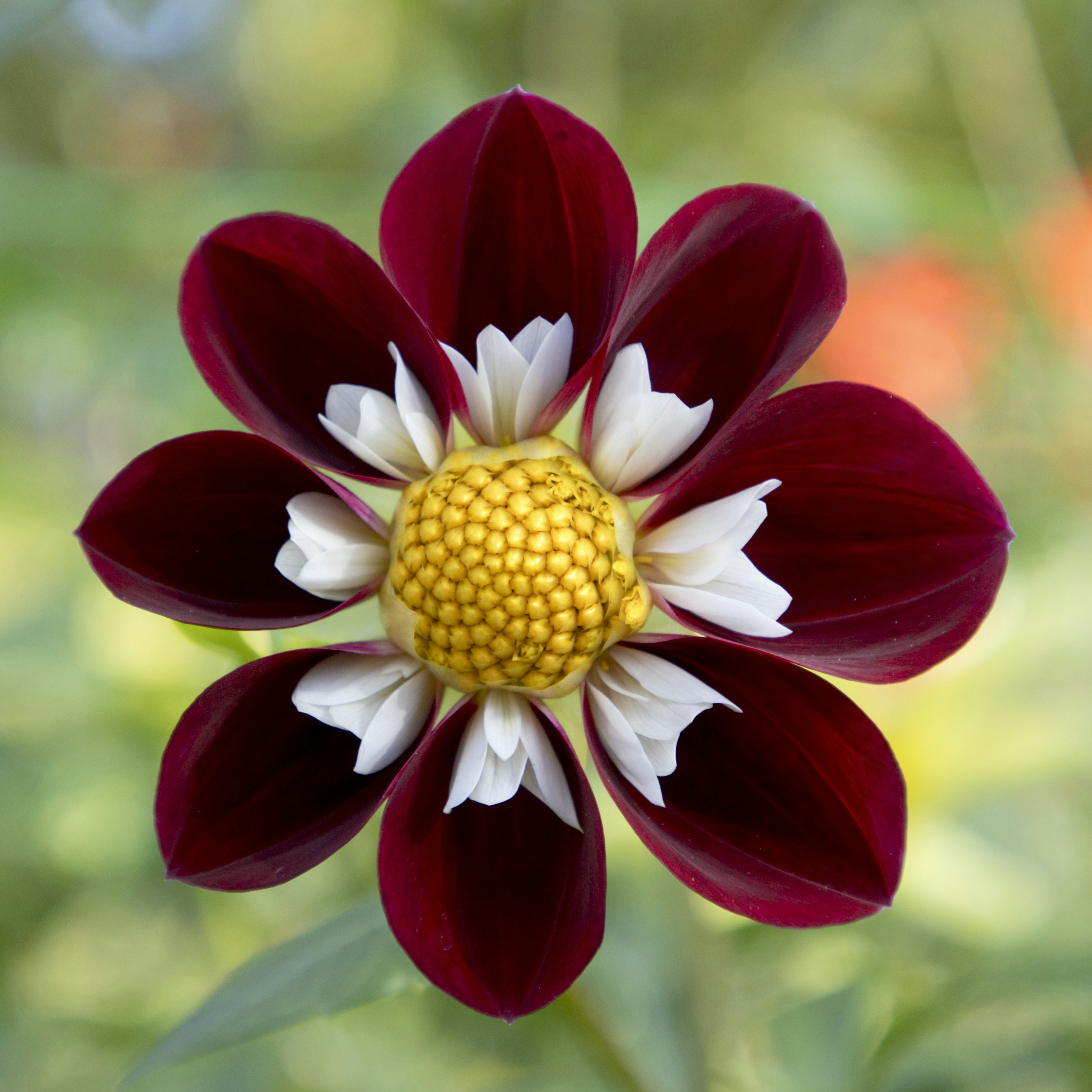 Uma flor vermelha e branca com um centro amarelo