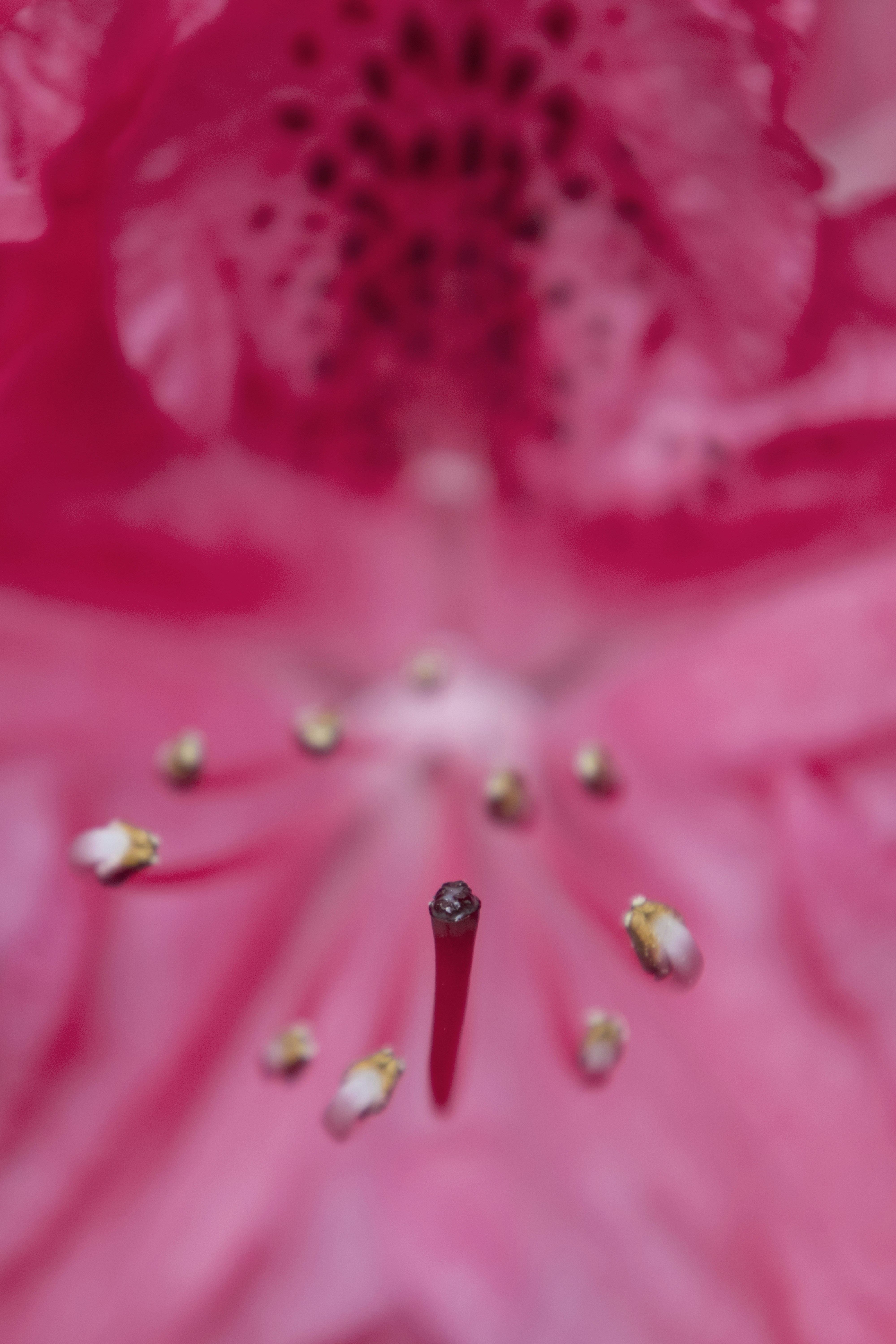 Um close acima de uma flor cor-de-rosa com estame branco