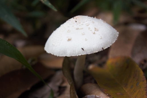 A close up of a white mushroom on the ground