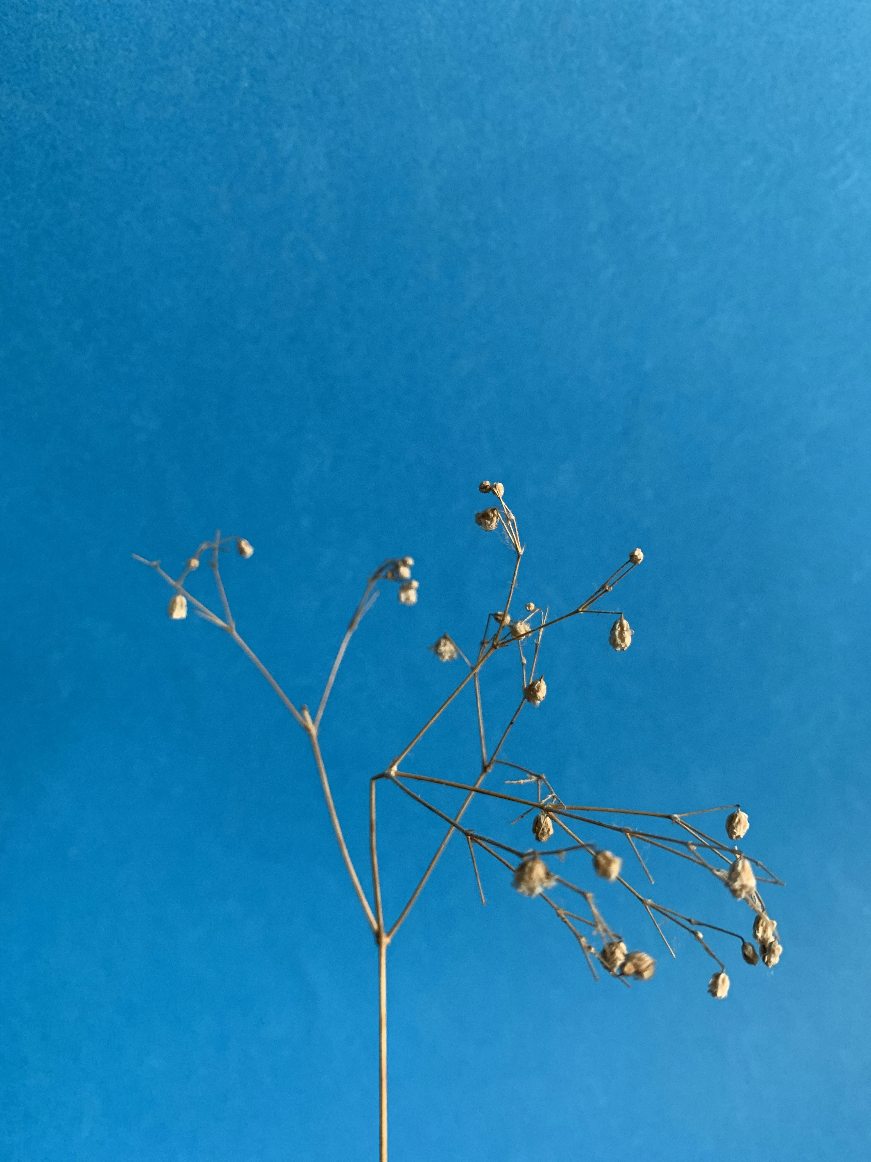 A white vase with flowers on top of a table