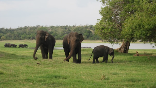 A herd of elephants walking across a lush green field