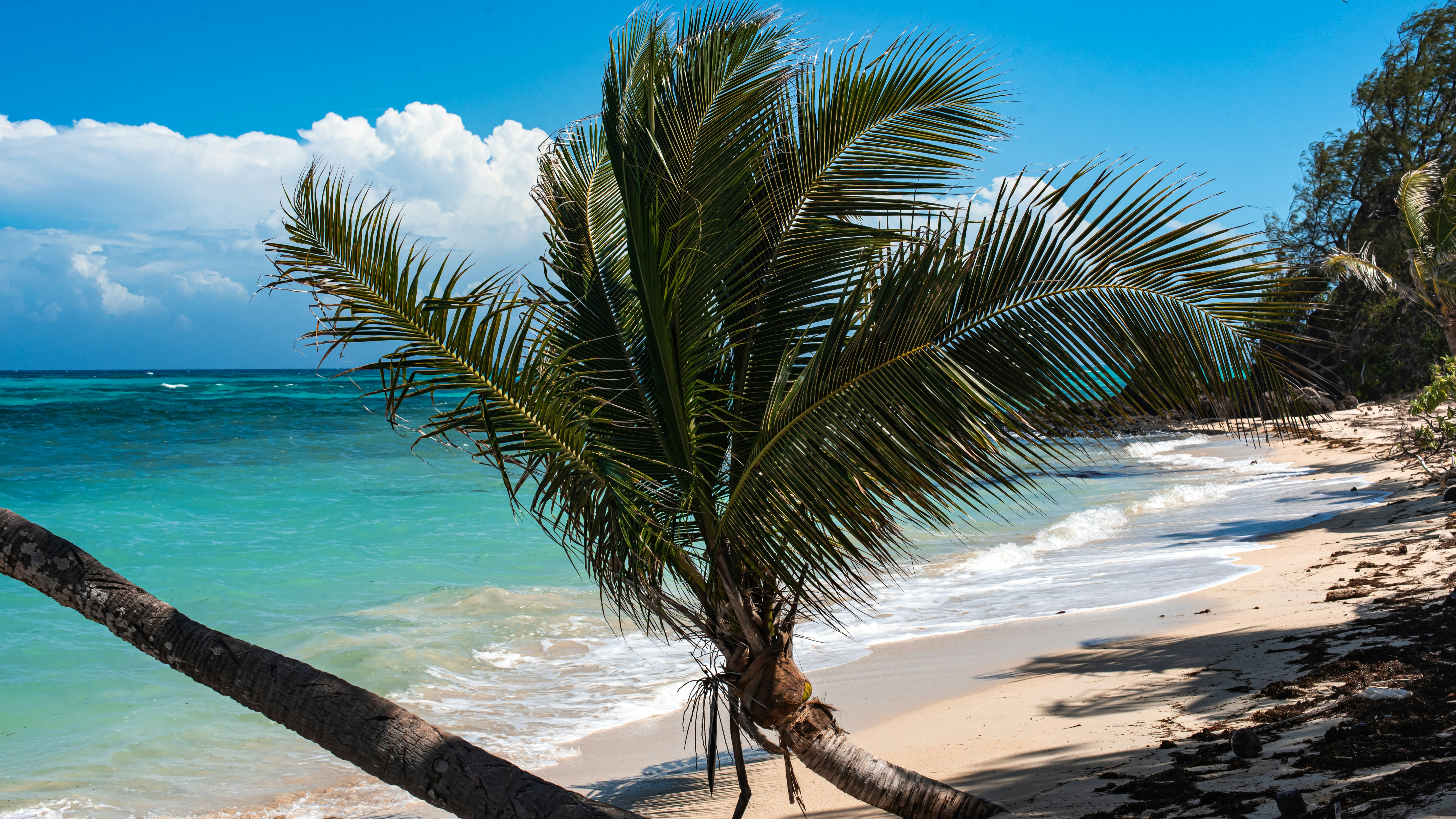 A palm tree on a sandy beach next to the ocean, 