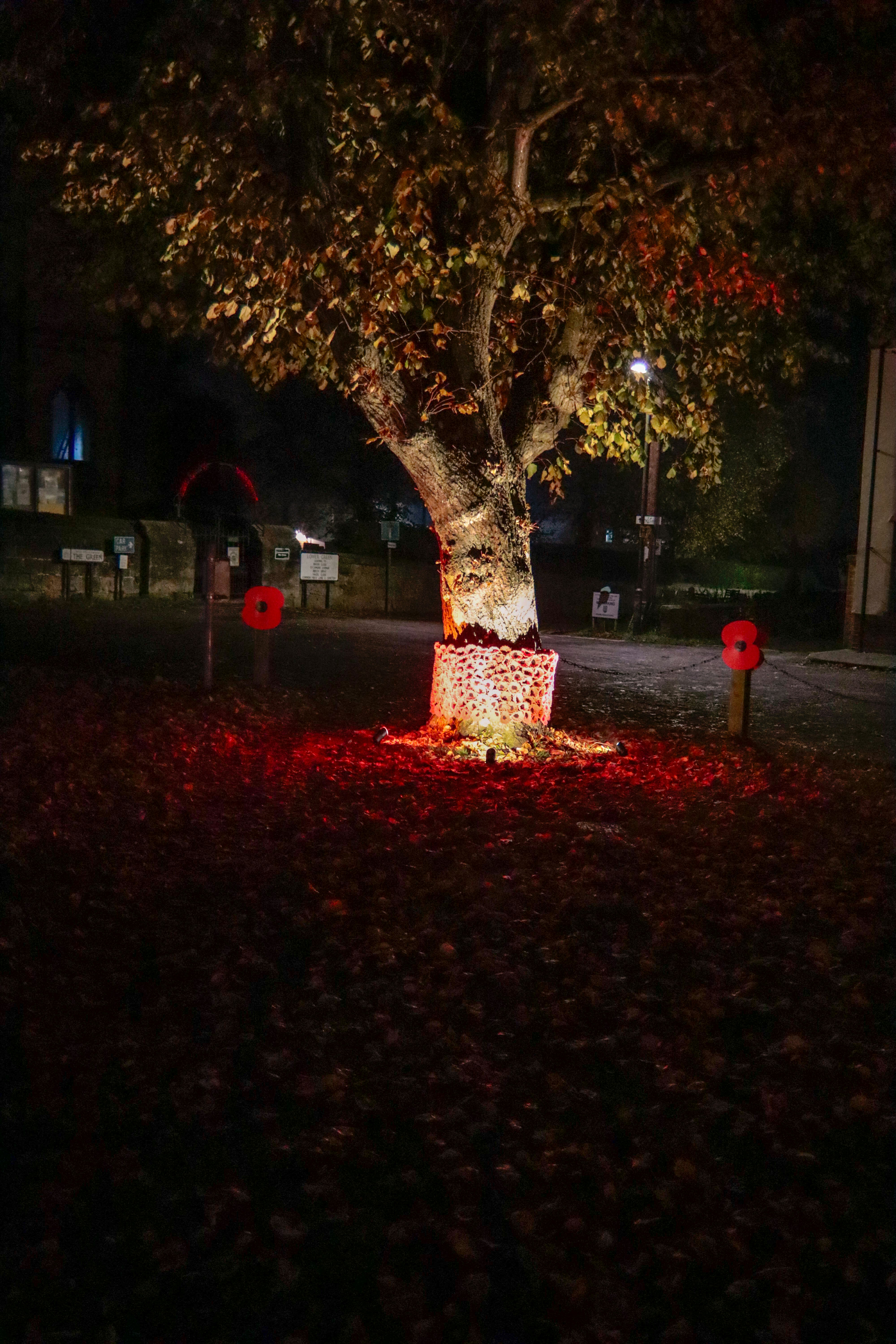 A tree in the middle of a park at night
