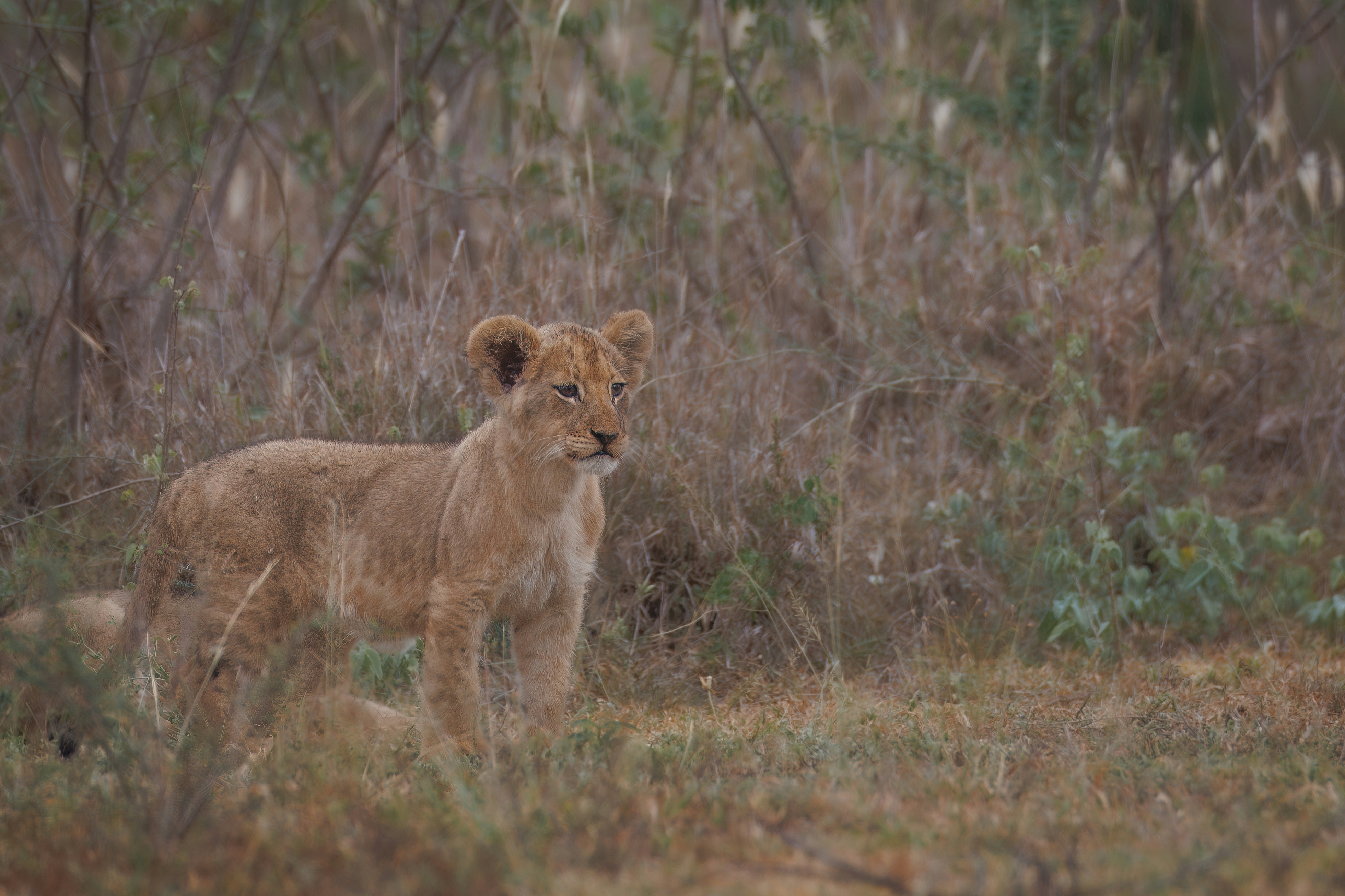 A young lion standing in the middle of a forest