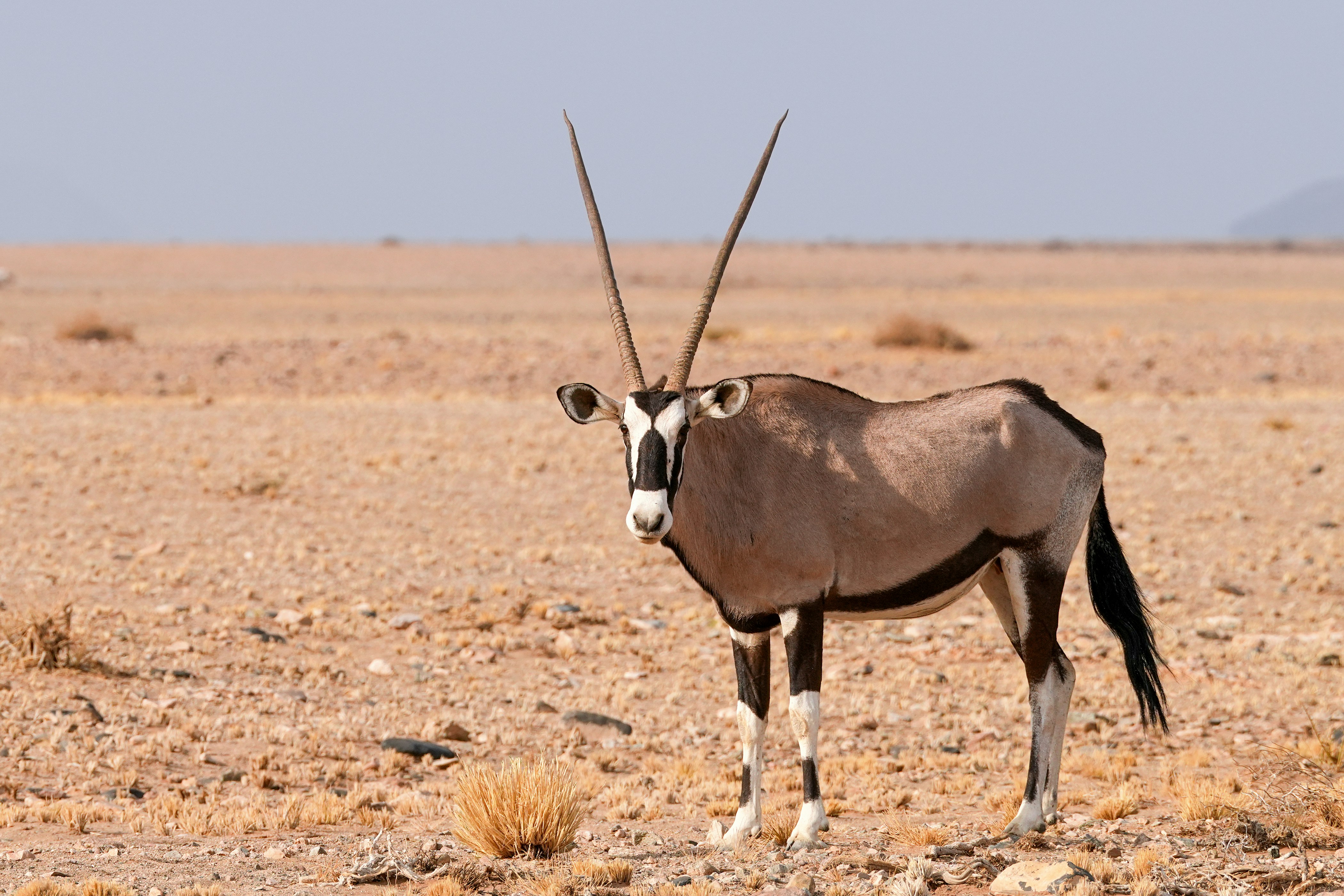 An antelope standing in the middle of a desert