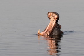 A hippopotamus in the water with its mouth open