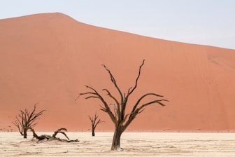 A group of dead trees standing in the middle of a desert