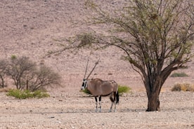 A zebra standing next to a tree in the desert