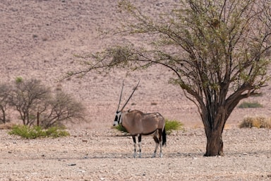 A zebra standing next to a tree in the desert