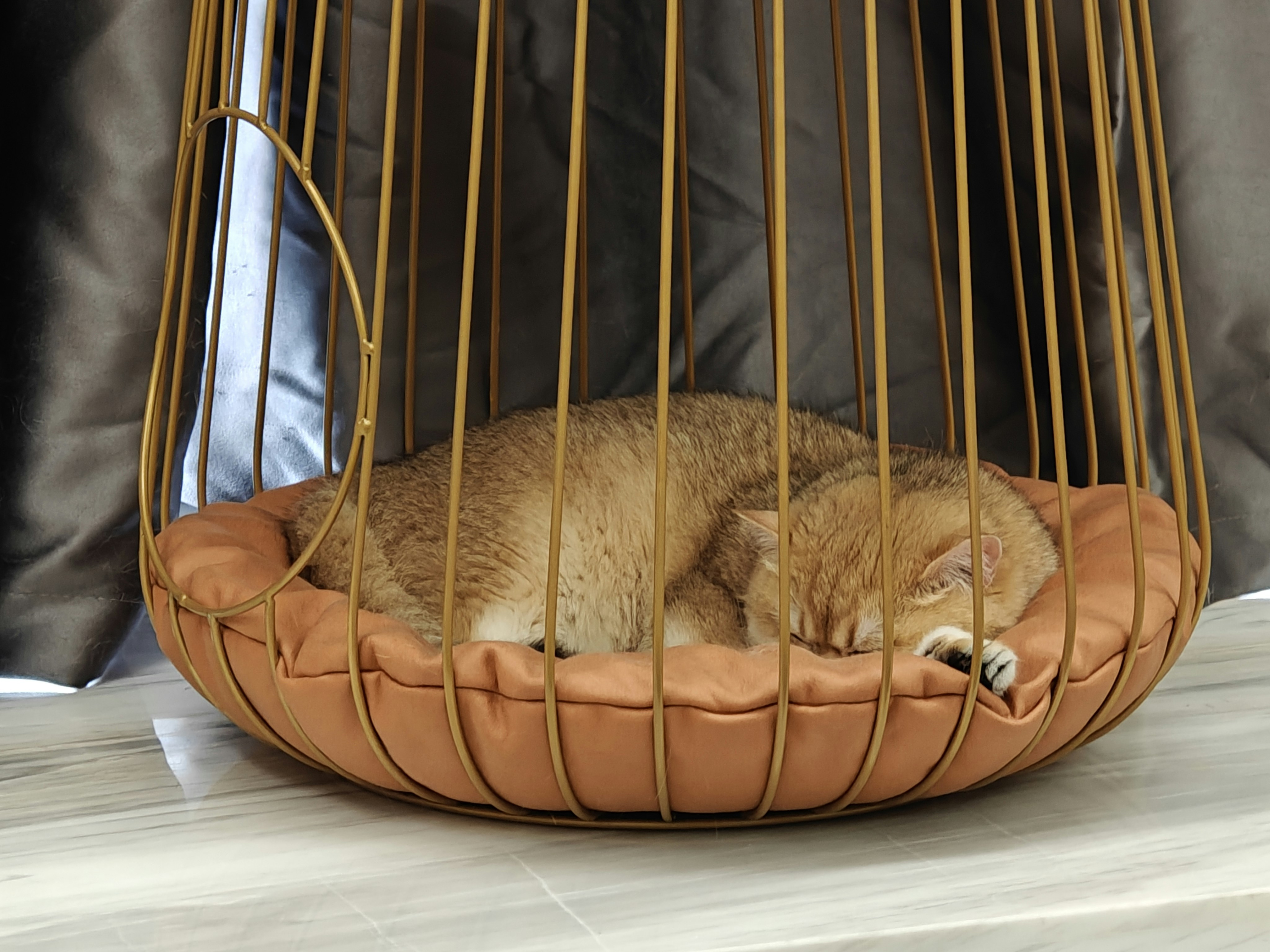 What Twitching Tails Mean During Rest