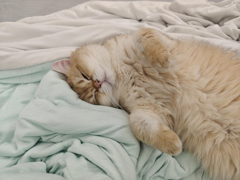 Cat curled up on a soft blanket at home
