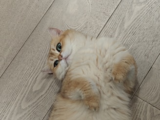 A cat laying on its back on the floor