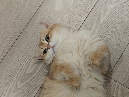 A cat laying on its back on the floor