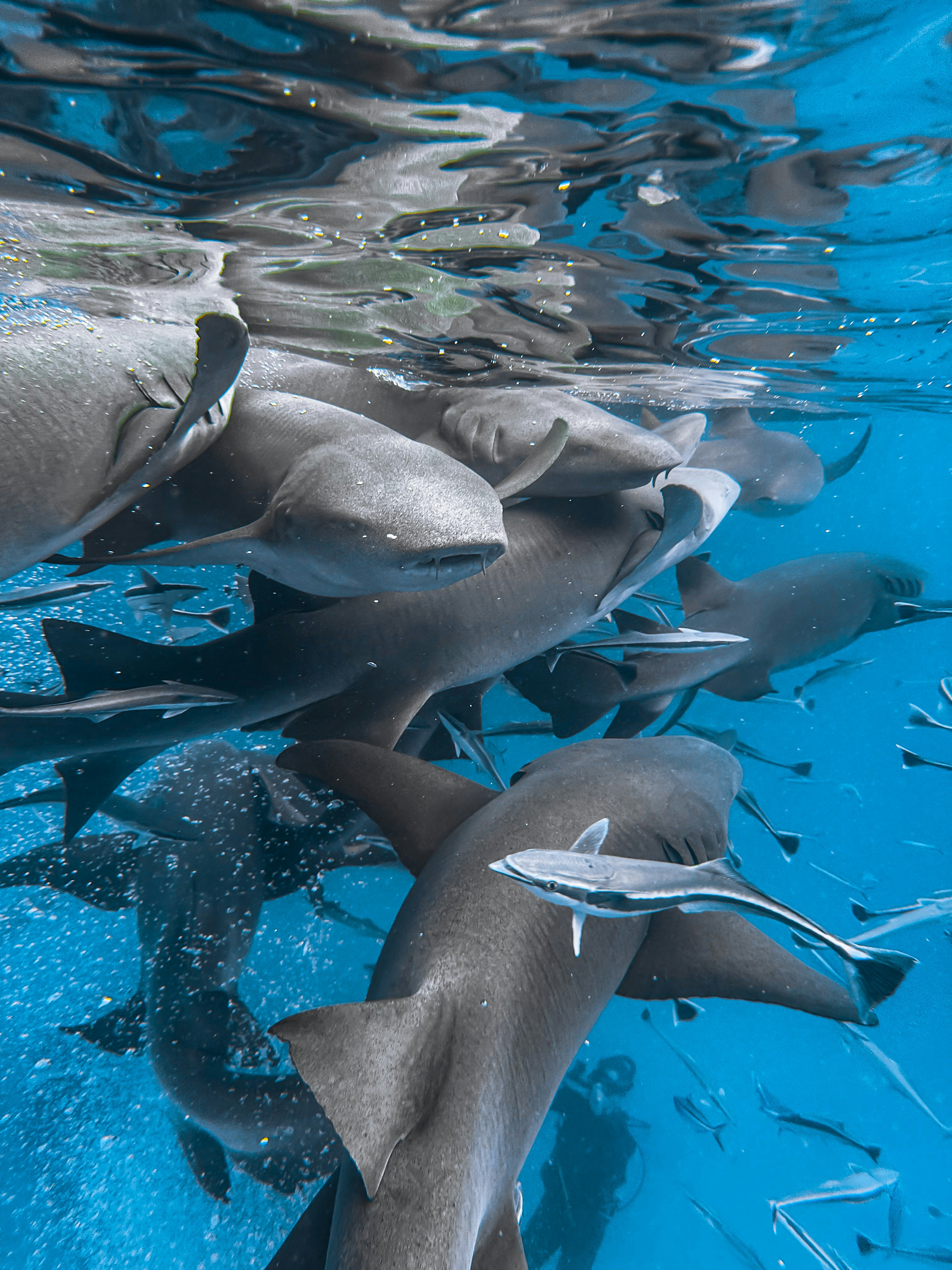 A group of dolphins swimming in the ocean photo – Free Animal Image on ...