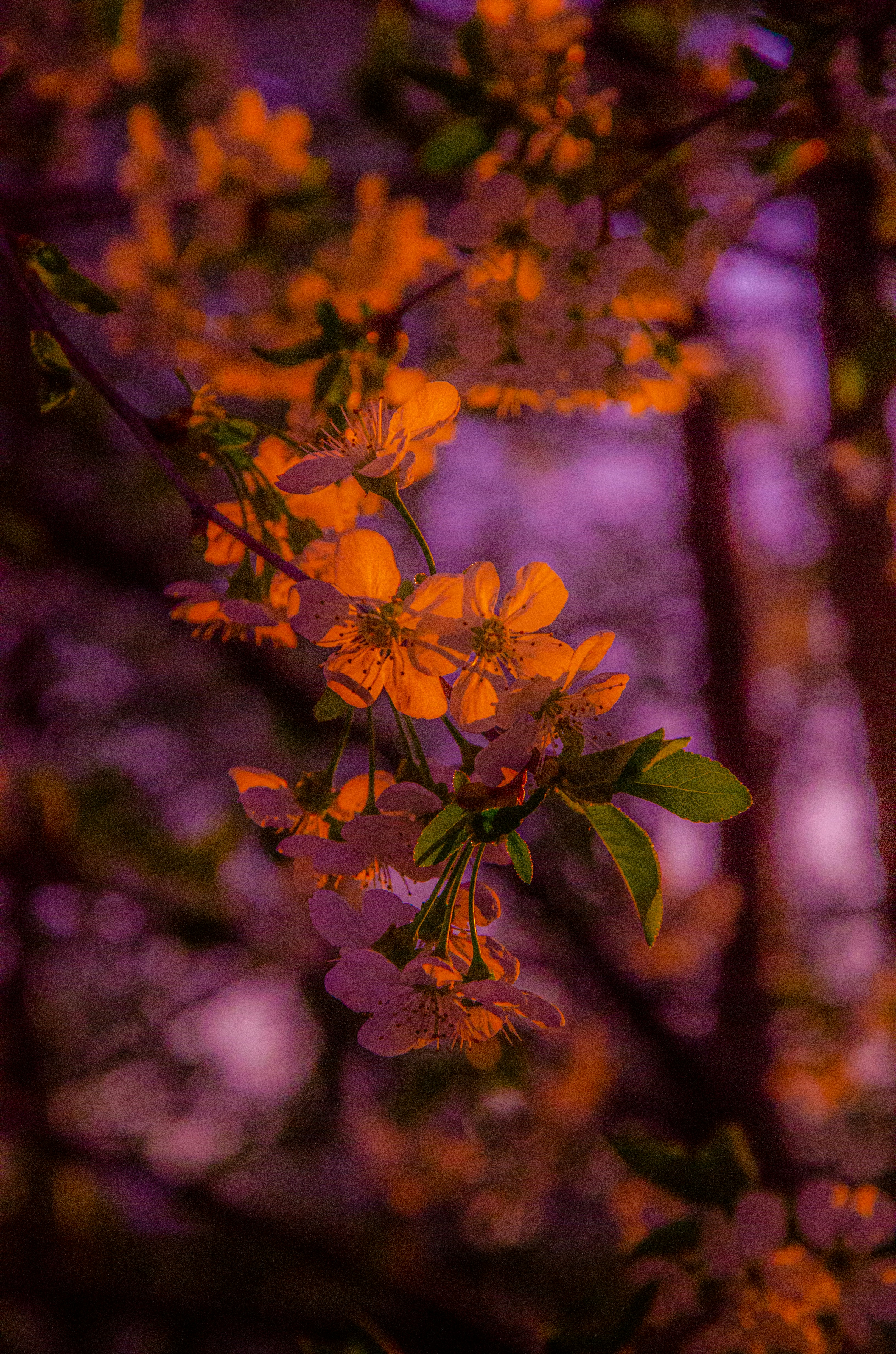 purple pink gradient wallpaper, wallpaper, Vaporwave Aesthetics: A Deep Dive into the Retro-Future 3