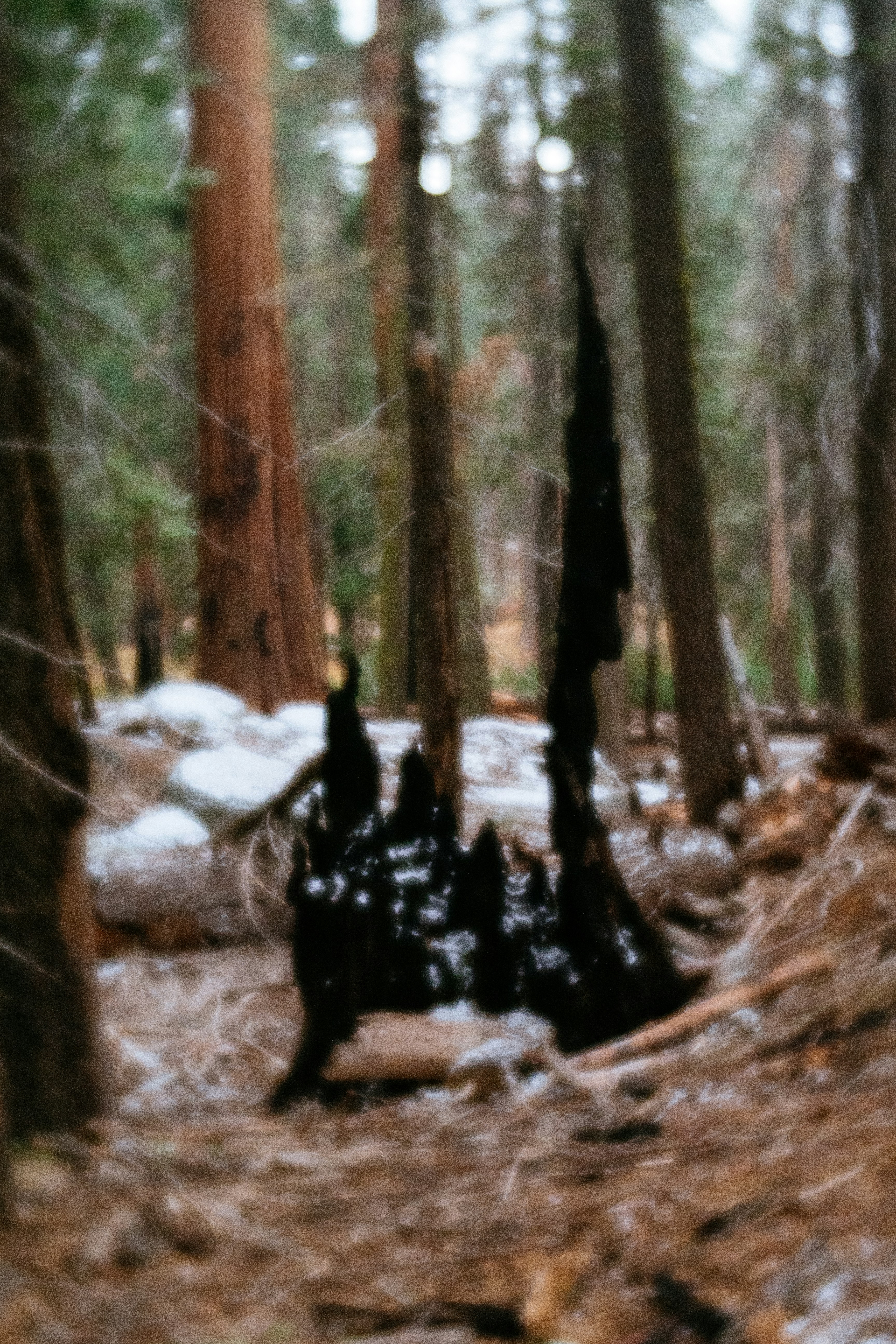 Un grupo de árboles que están en el bosque