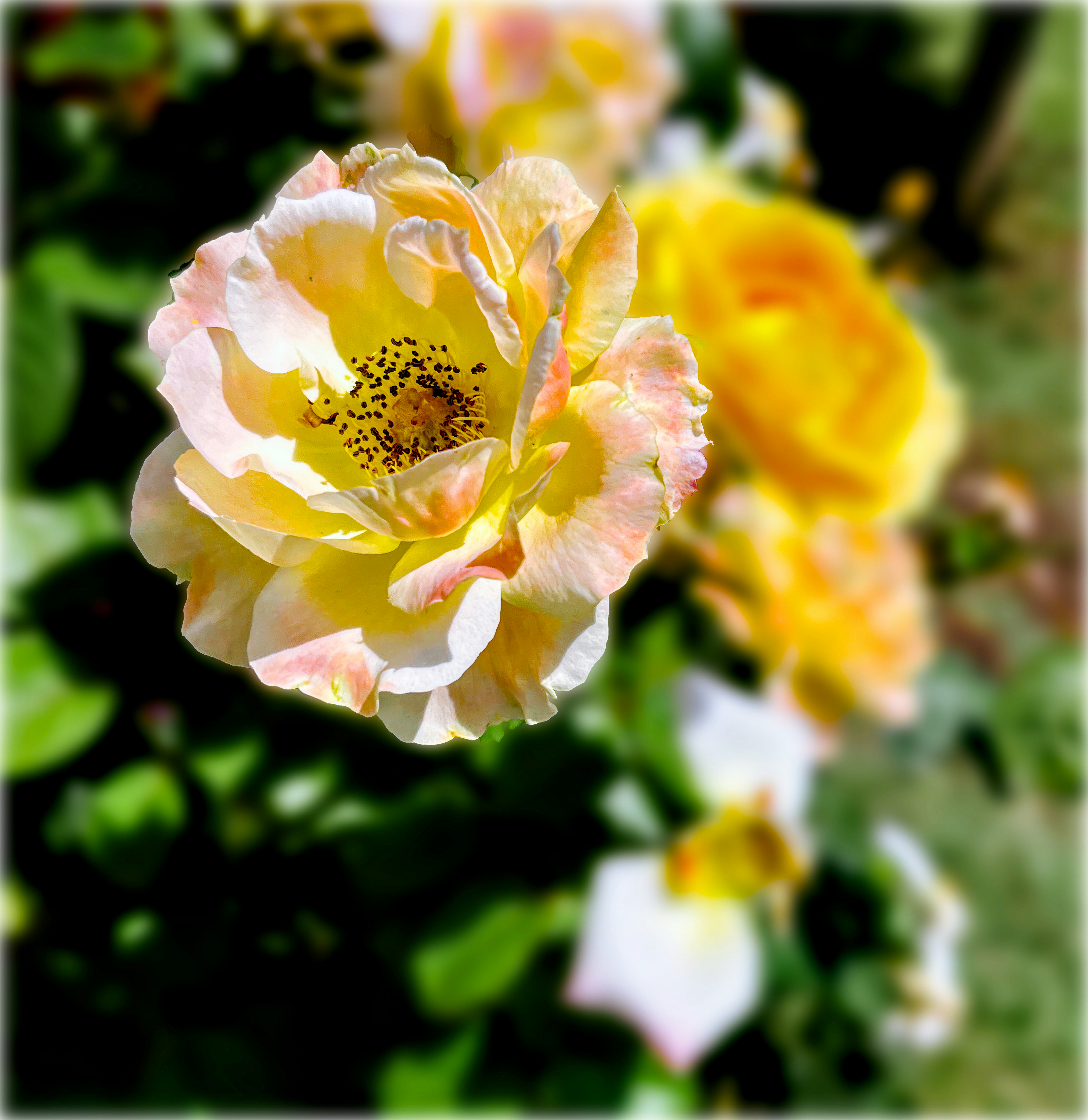 Eine Nahaufnahme einer rosa und gelben Rose