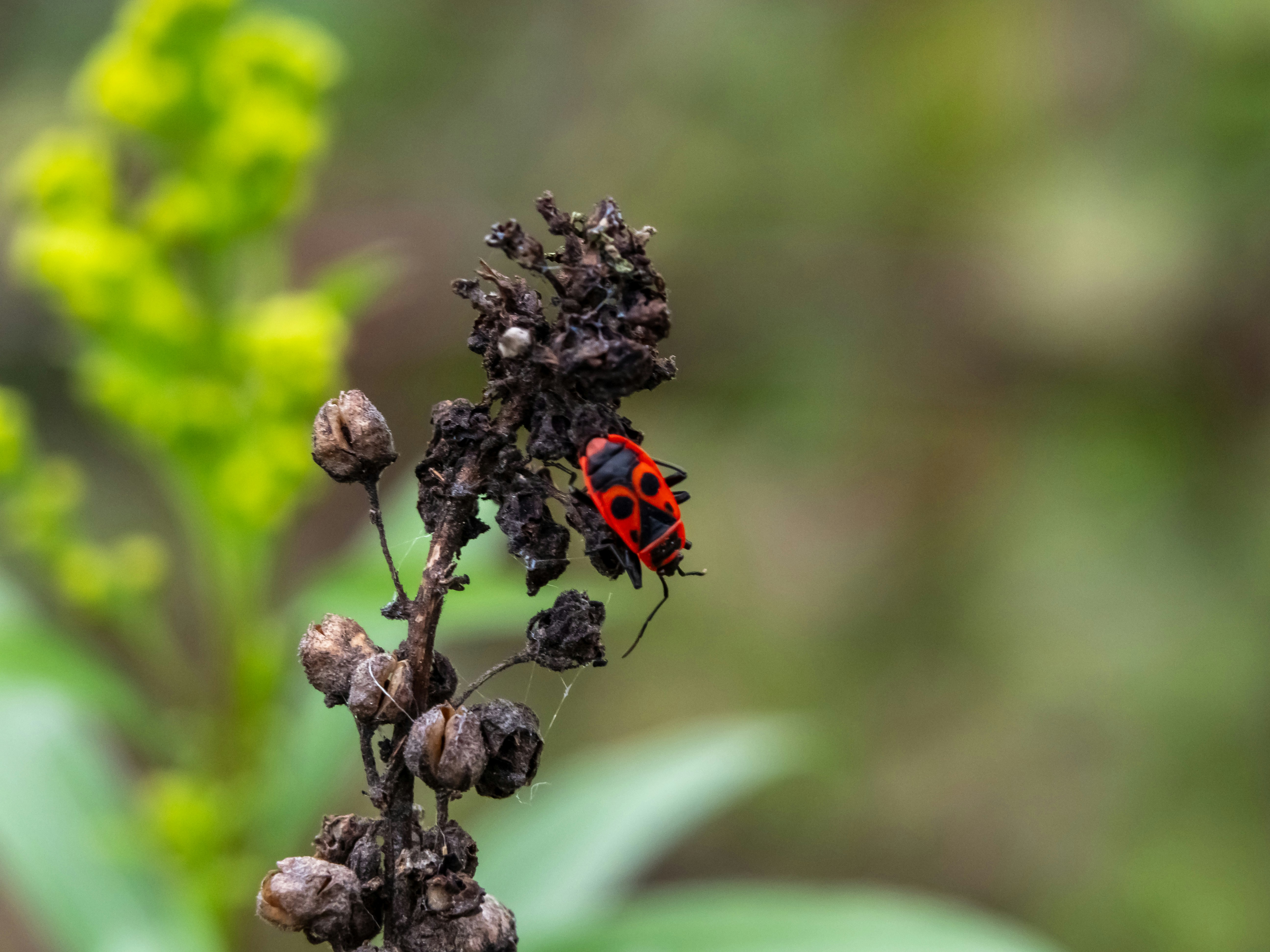 A red and black bug sitting on top of a plant photo – Free Animal Image ...