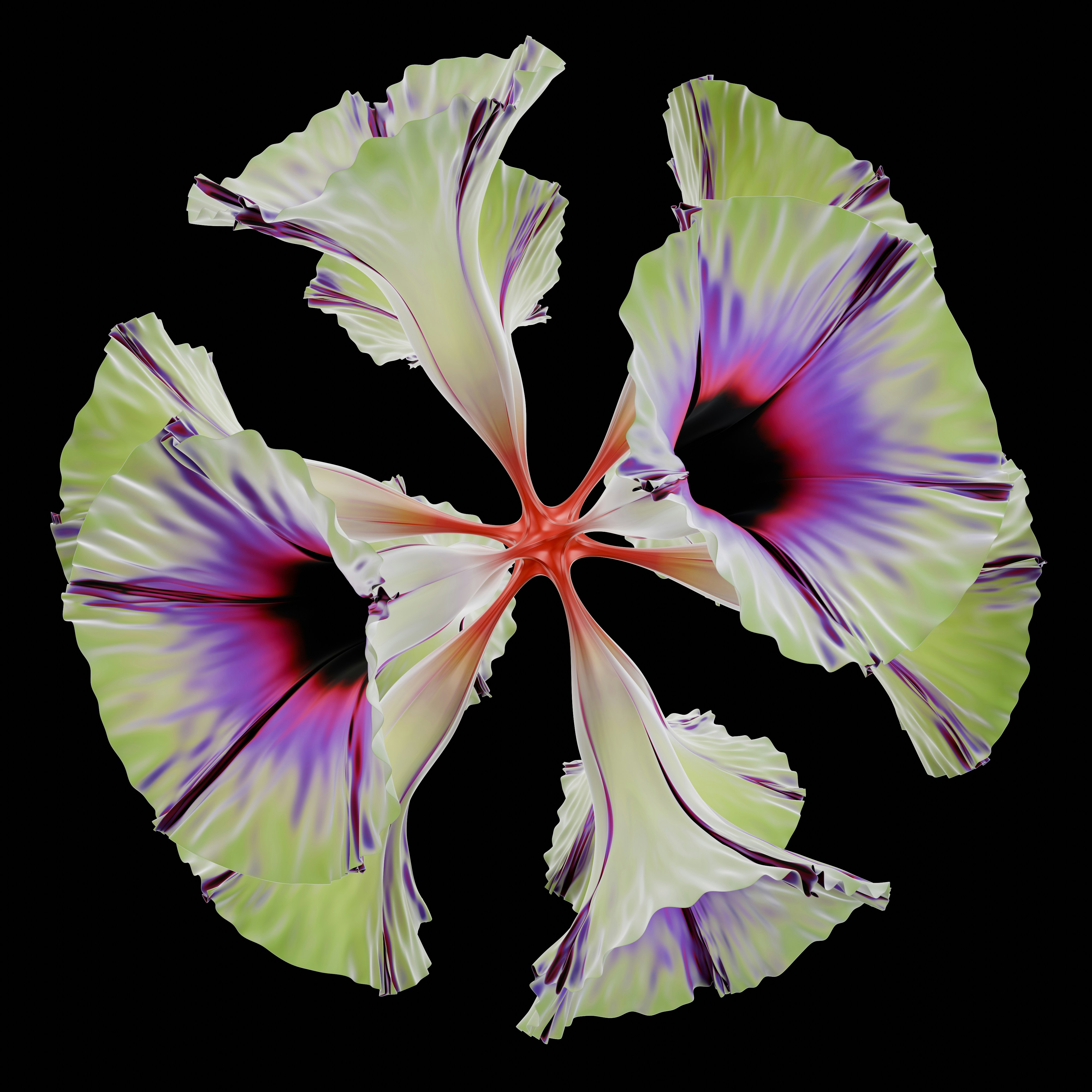 A white and purple flower on a black background