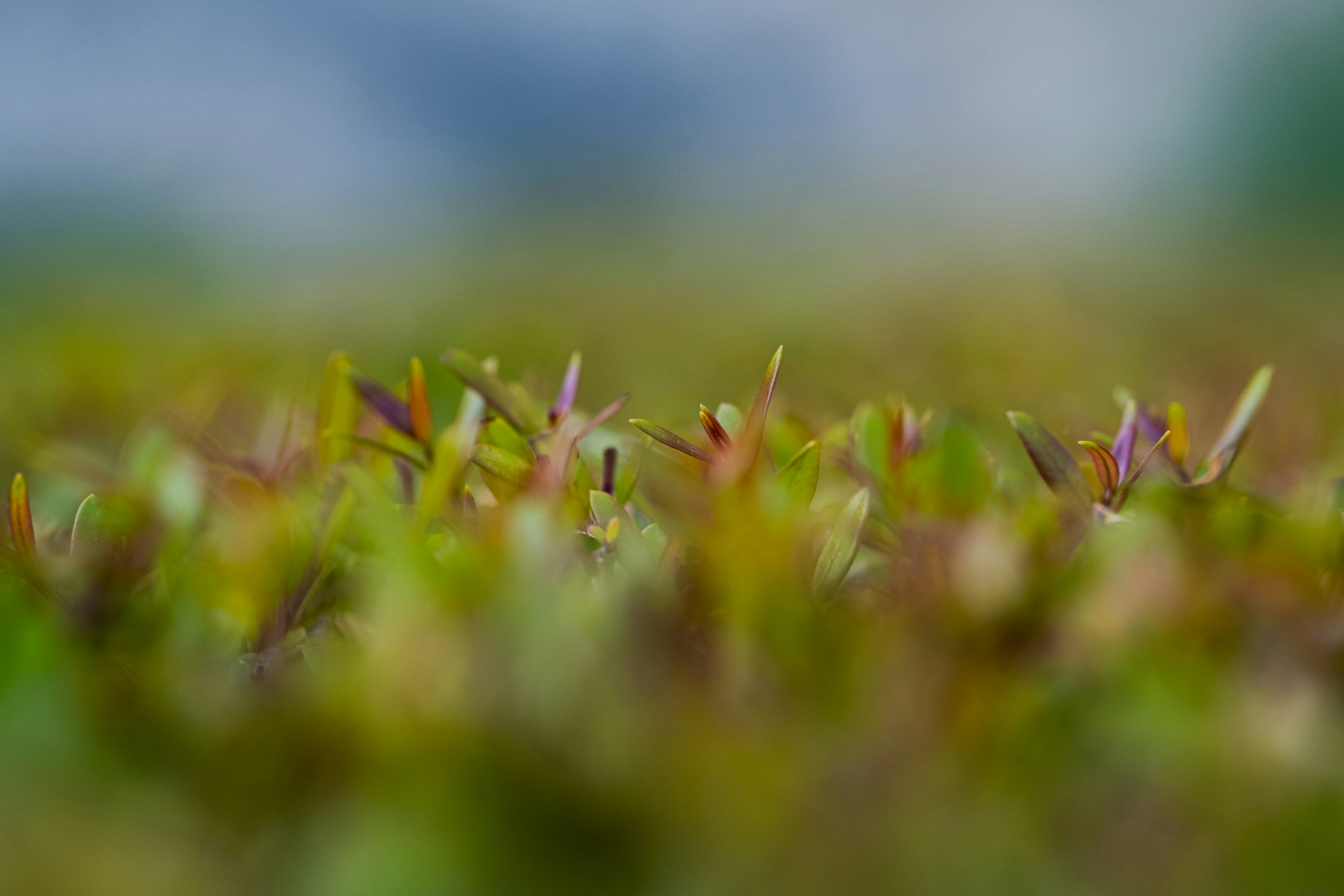 Photo by kaackoknight