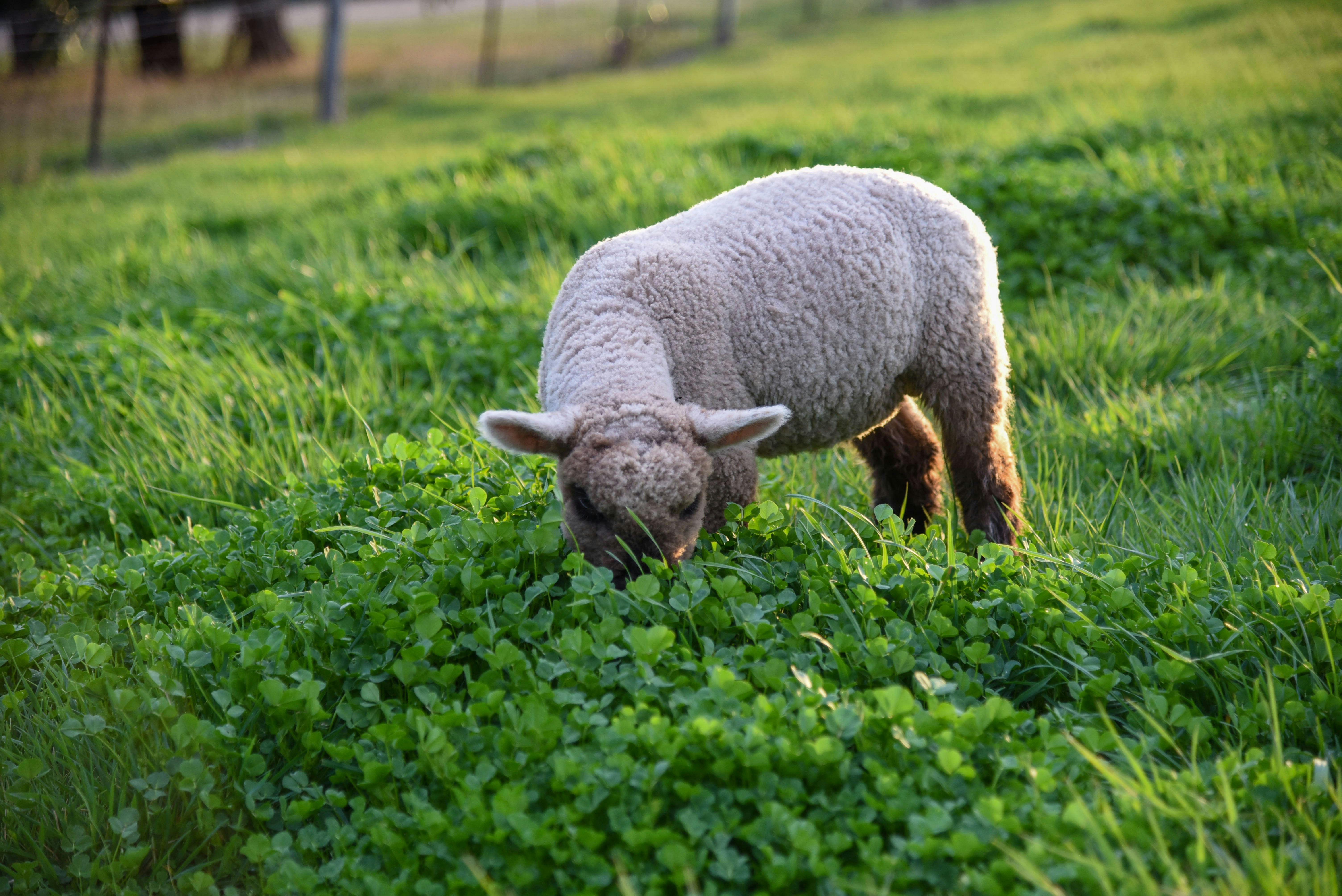 Una oveja pastando en un campo de hierba verde