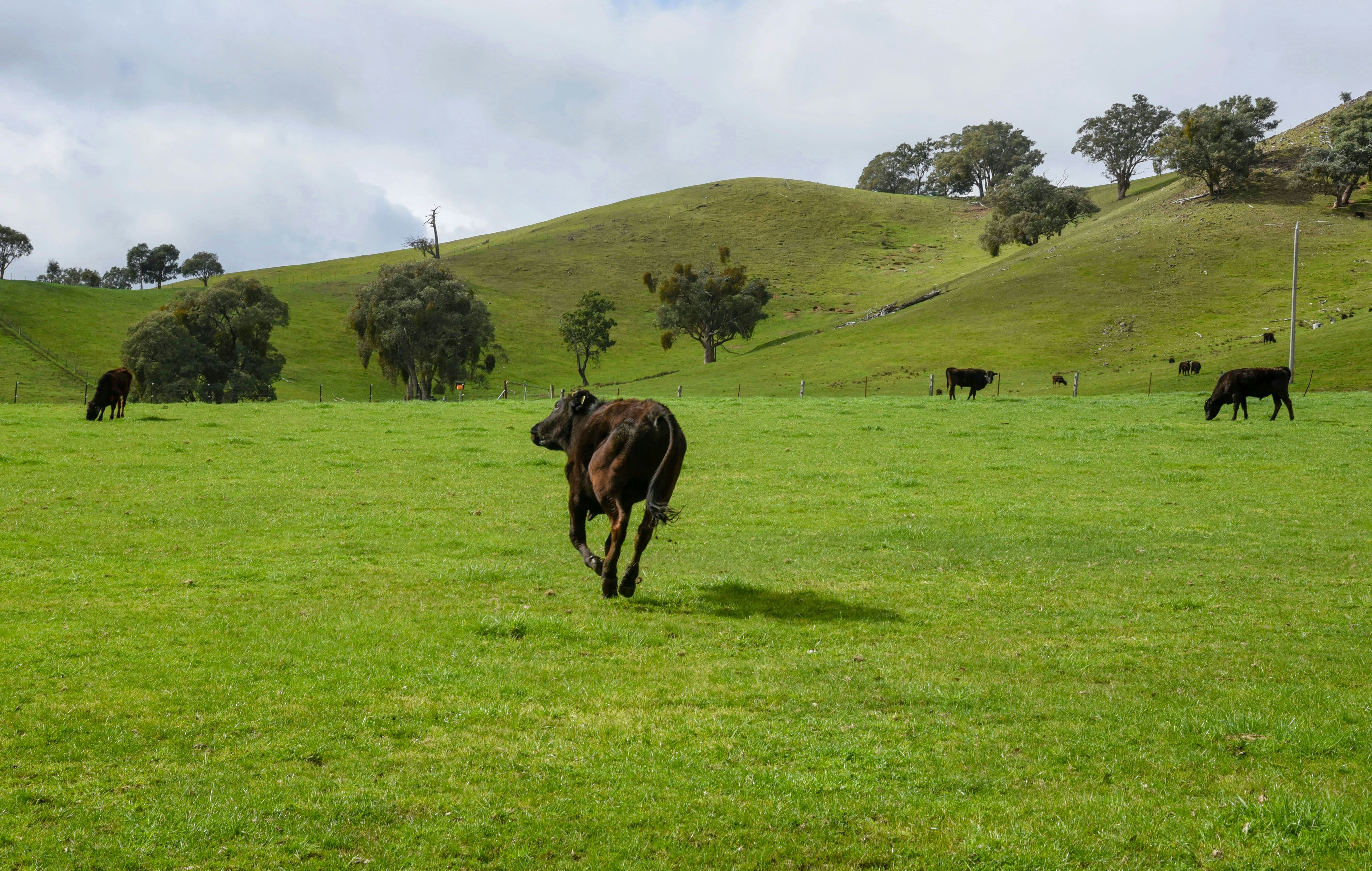 A herd of cattle grazing on a lush green field