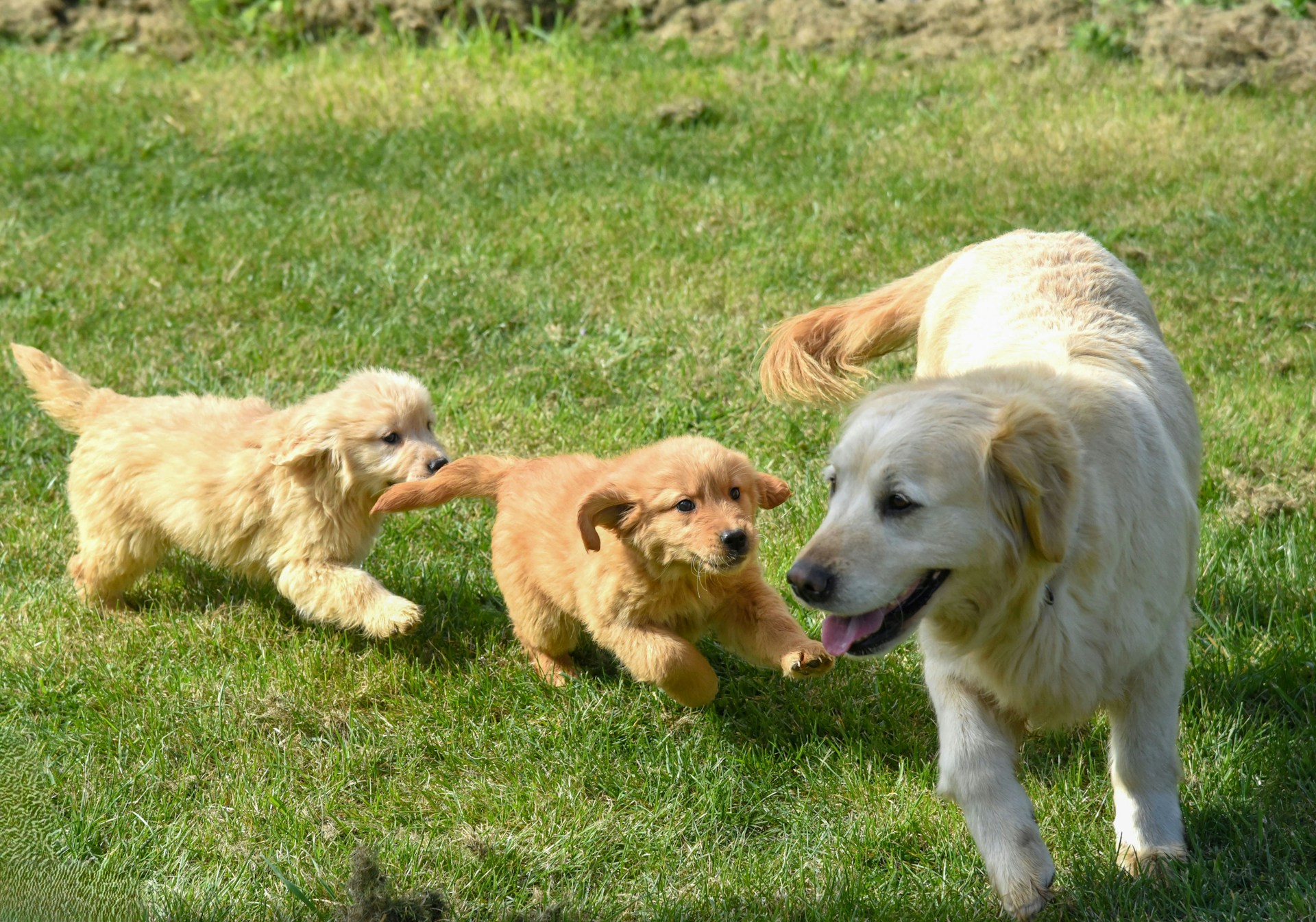 A group of dogs playing in the grass