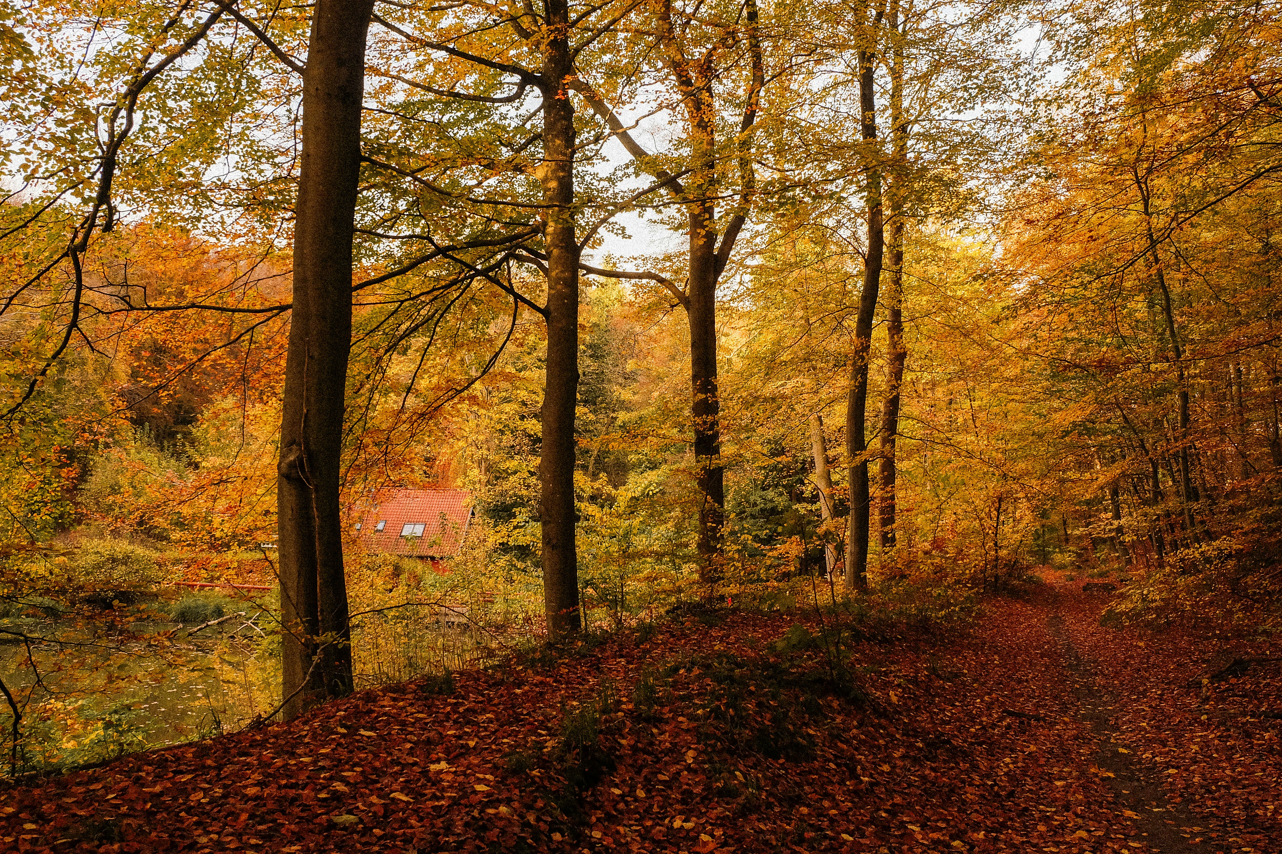 A dirt road surrounded by trees and leaves