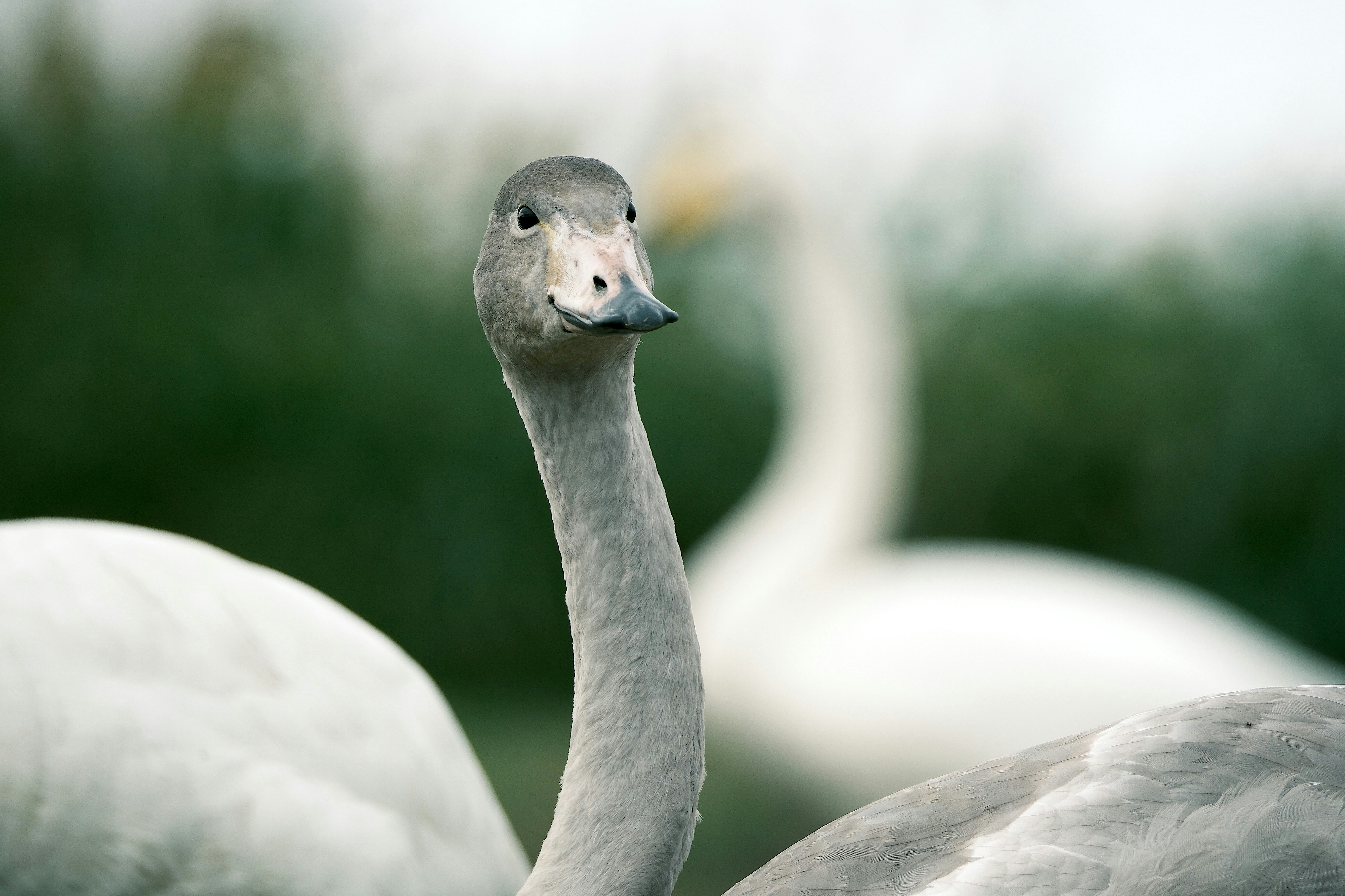 Photo by seiya_maeda