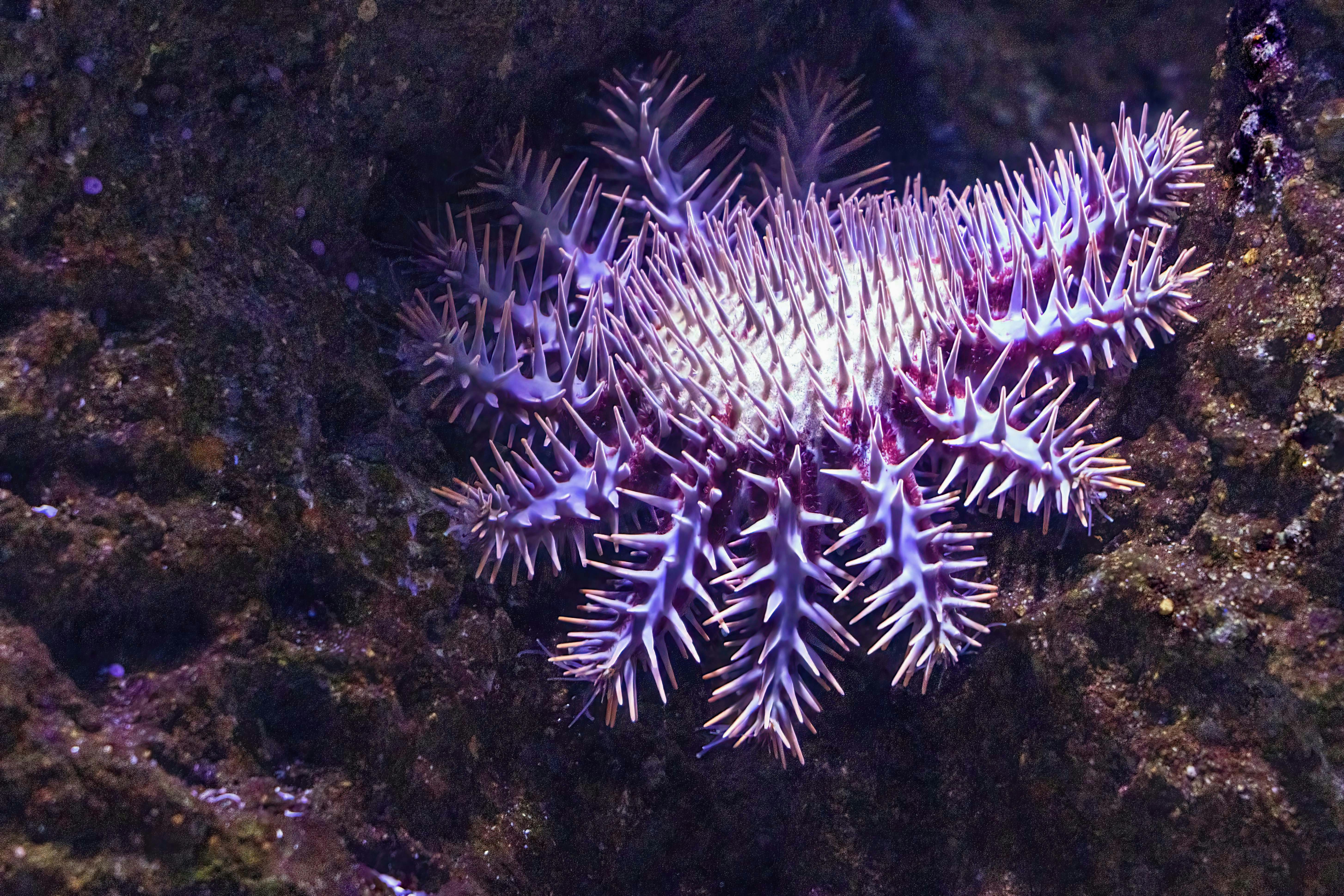 A close up of a purple and white starfish
