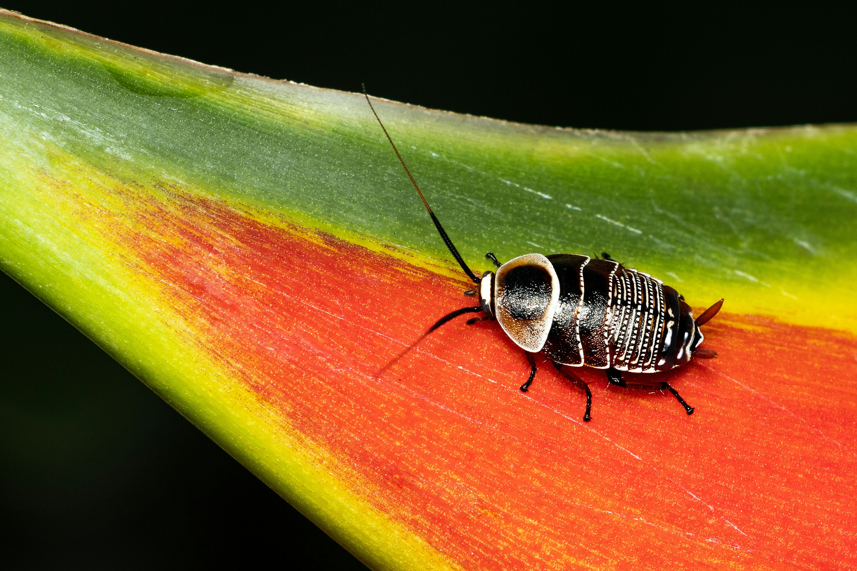 A close up of a bug on a leaf