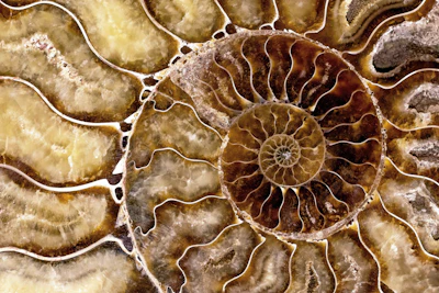 Ammonite fossil spiral
