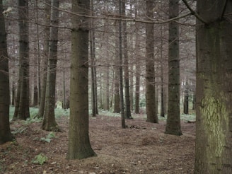 A forest filled with lots of tall trees