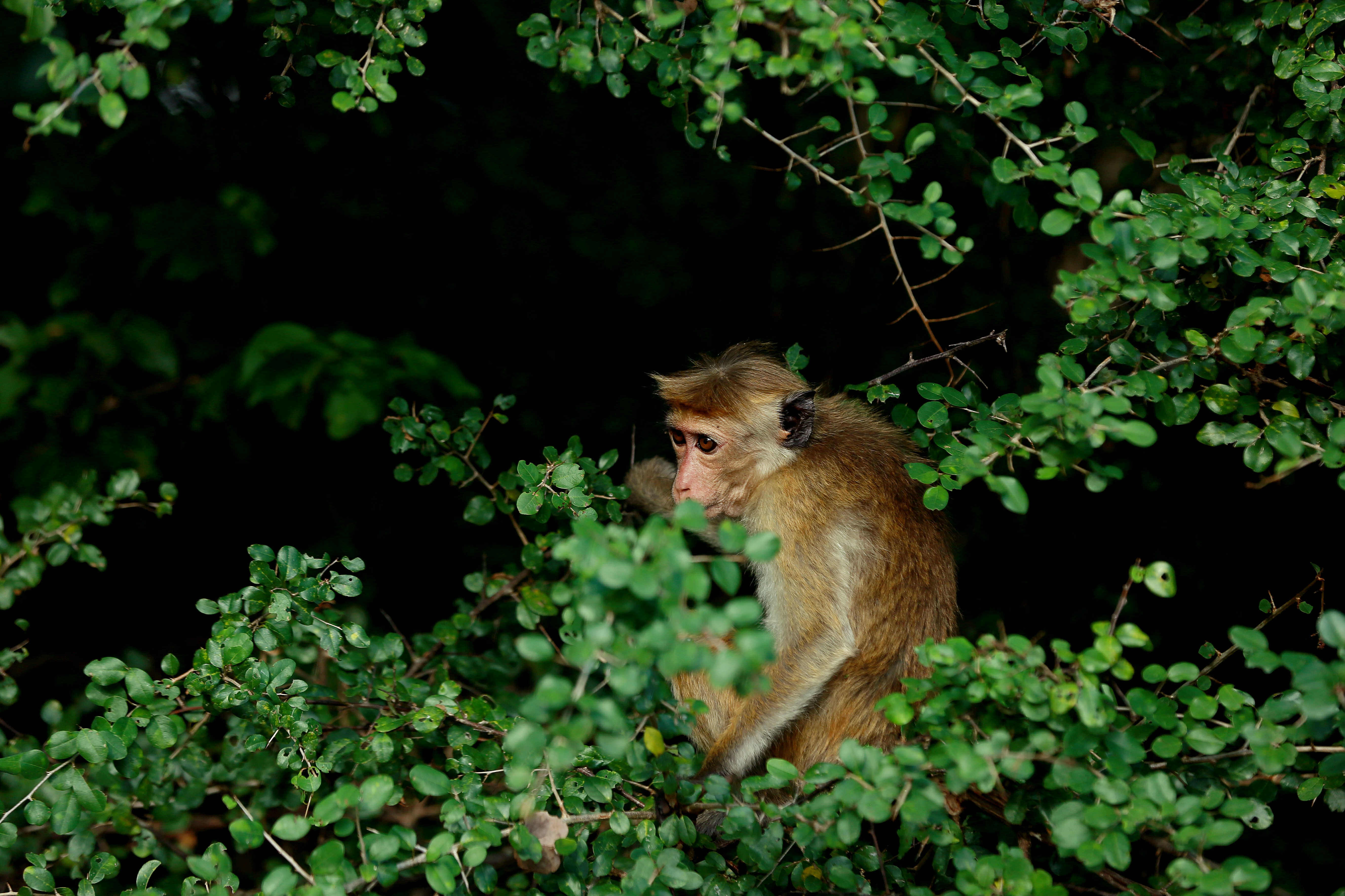 A monkey sitting in the middle of a tree