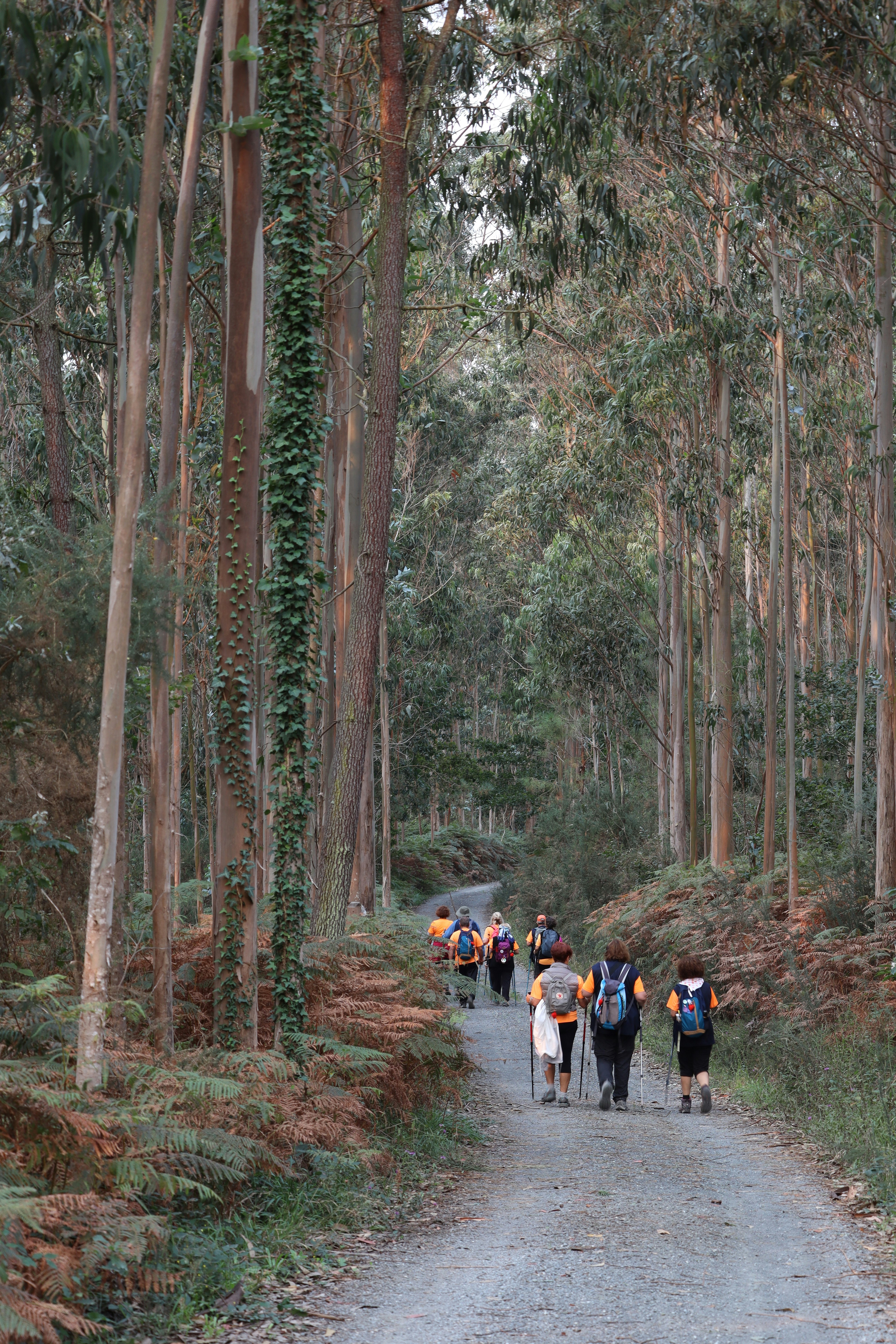 A group of people walking down a dirt road photo – Free Forest Image on ...