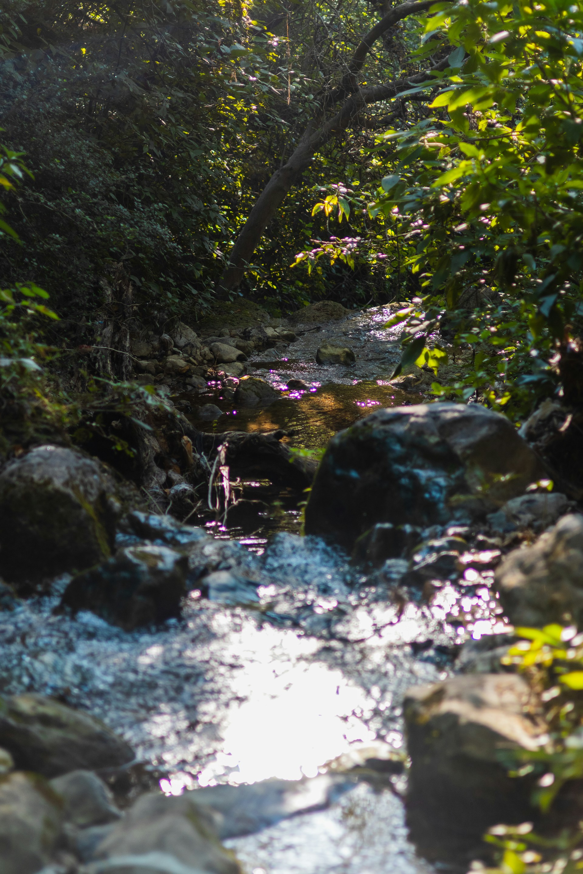 A stream running through a lush green forest