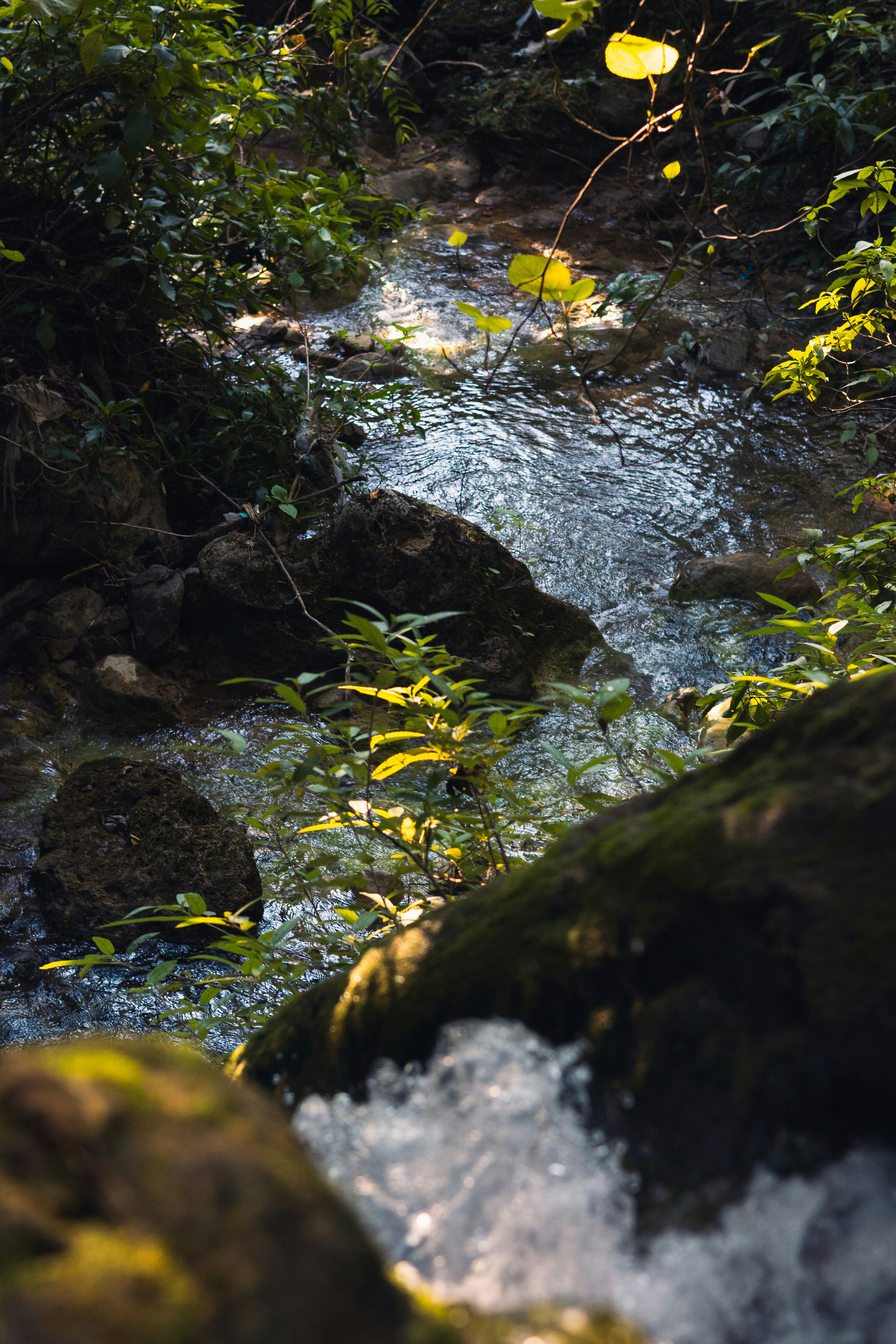 A stream running through a lush green forest