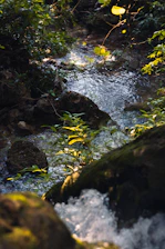 A stream running through a lush green forest