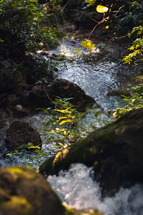 A stream running through a lush green forest