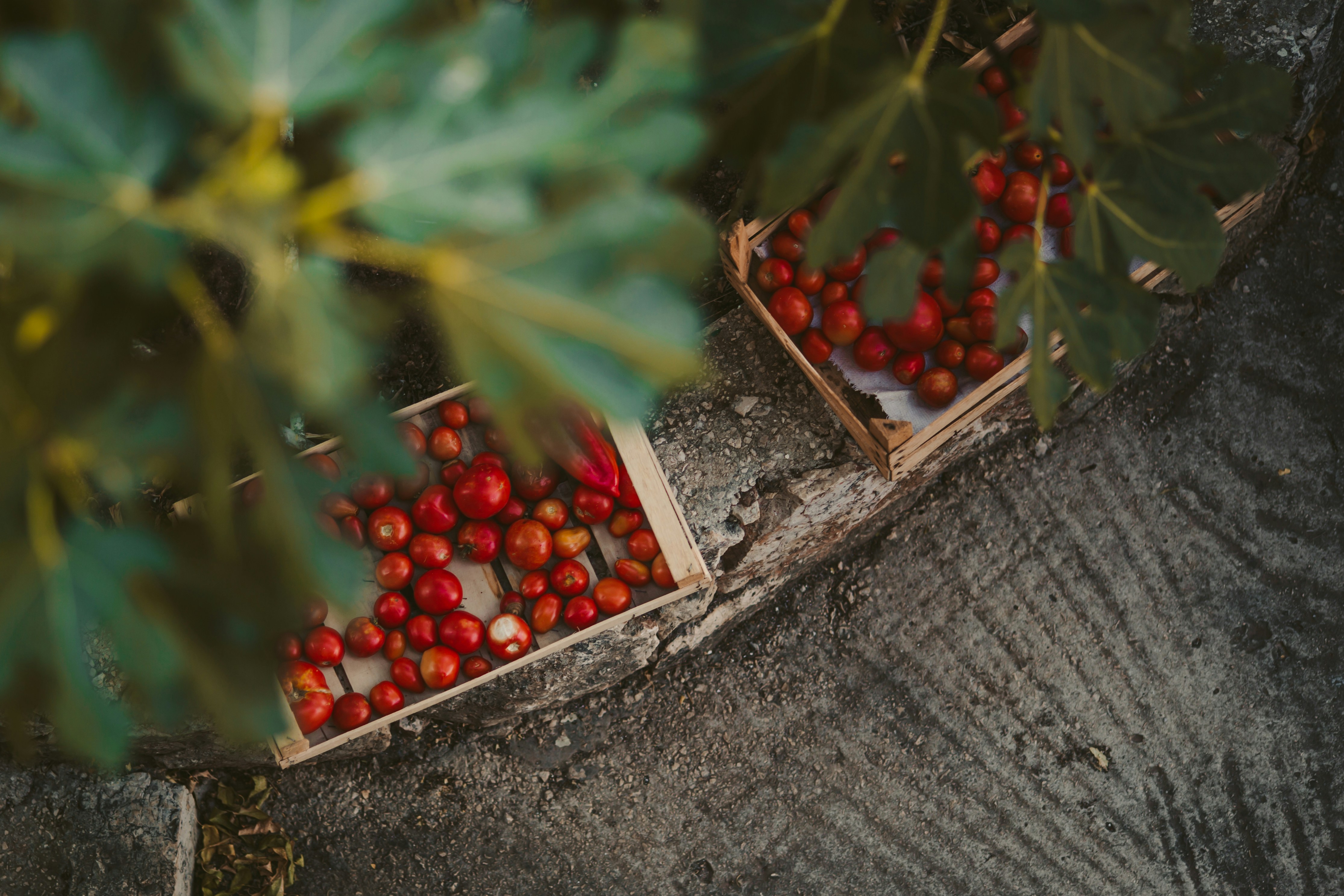 A couple of boxes filled with berries sitting on top of a tree