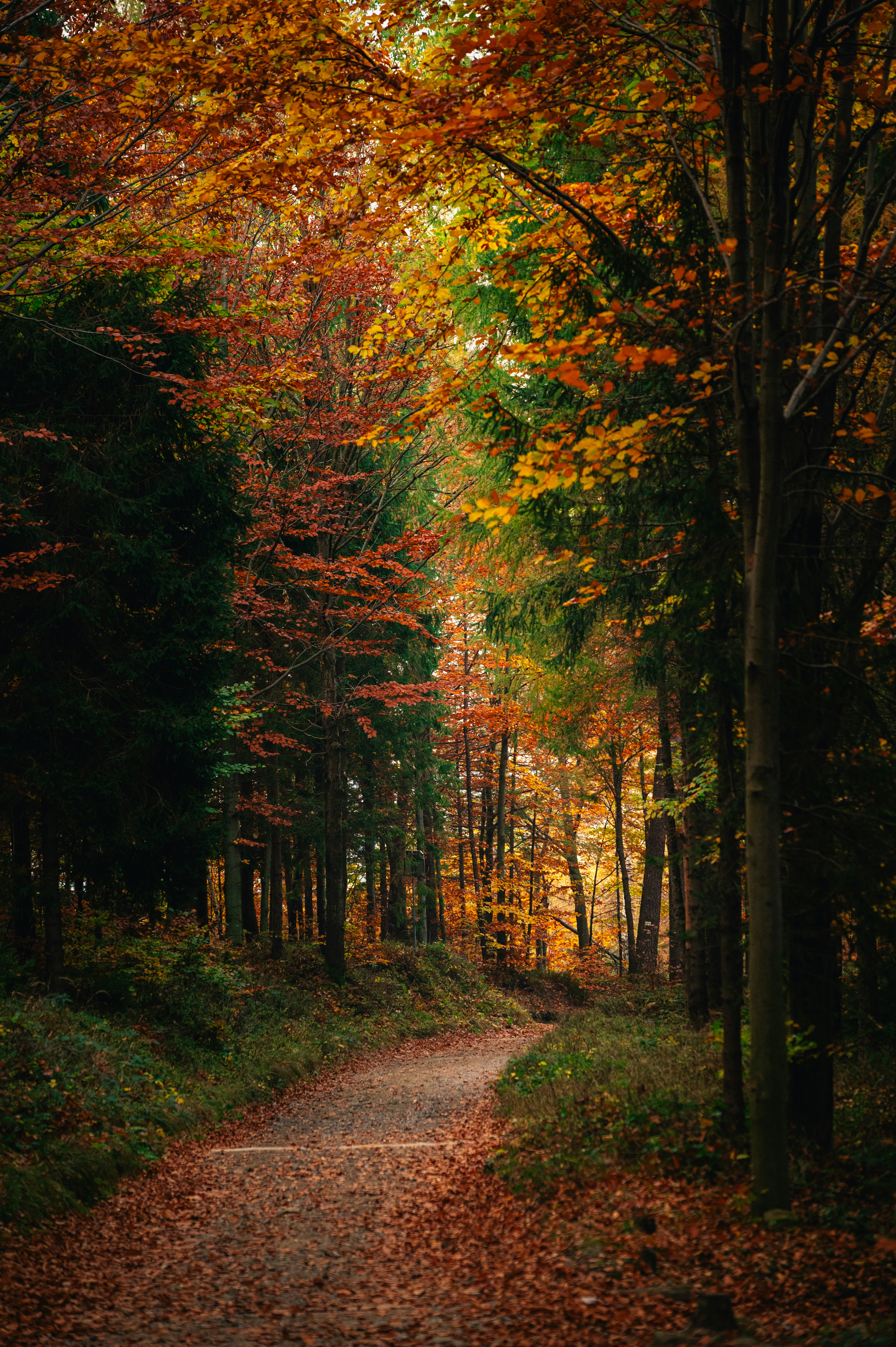 A dirt road surrounded by trees and leaves by alexandra_p_d