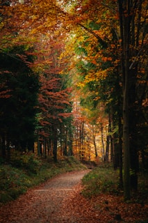 A dirt road surrounded by trees and leaves